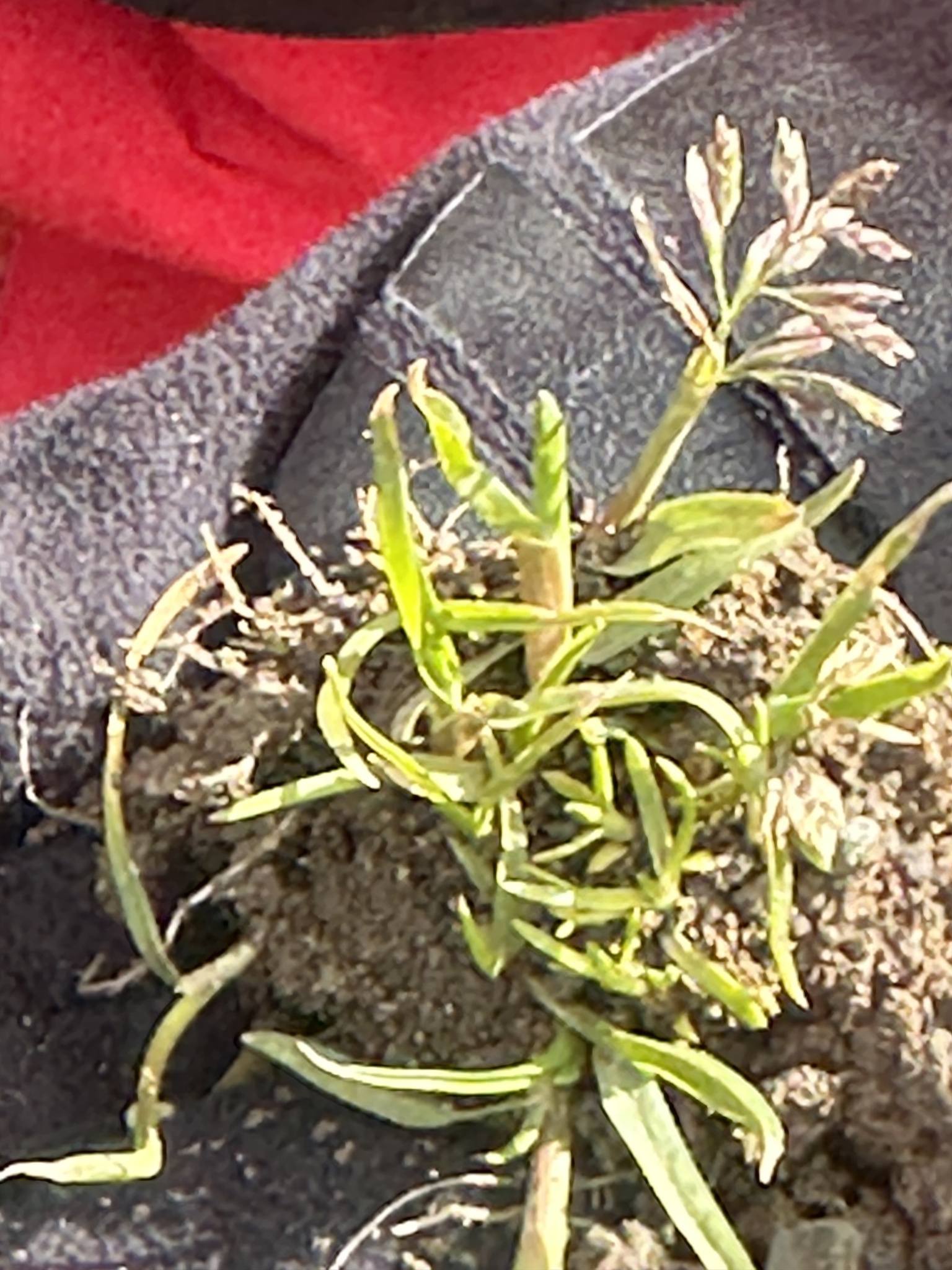 Poa annua