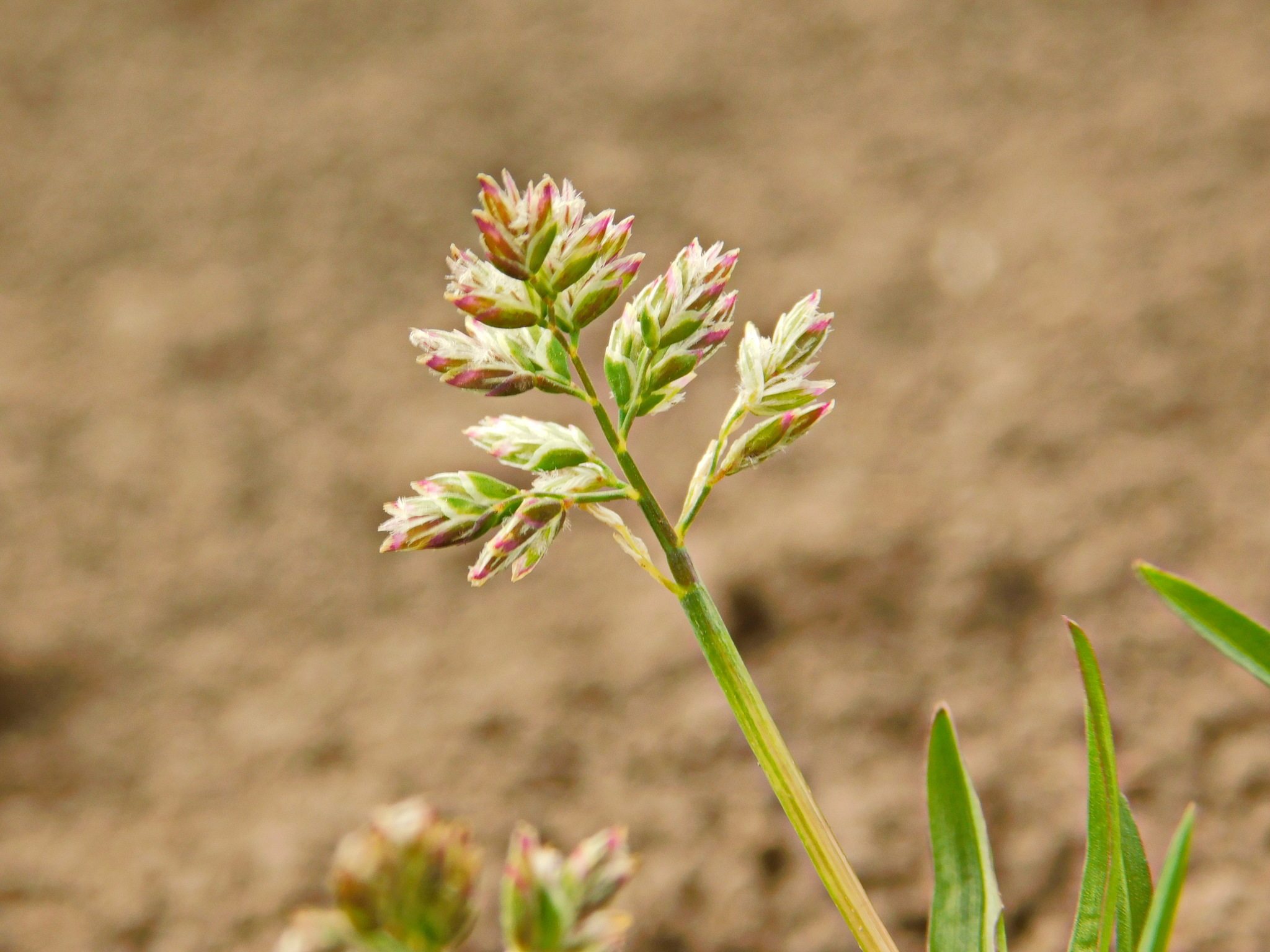 Poa annua