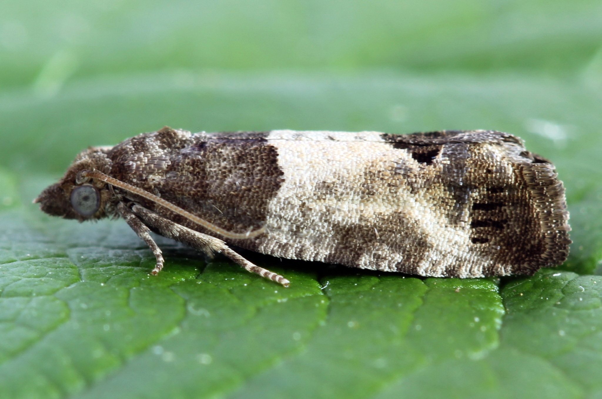 Spilonota ocellana