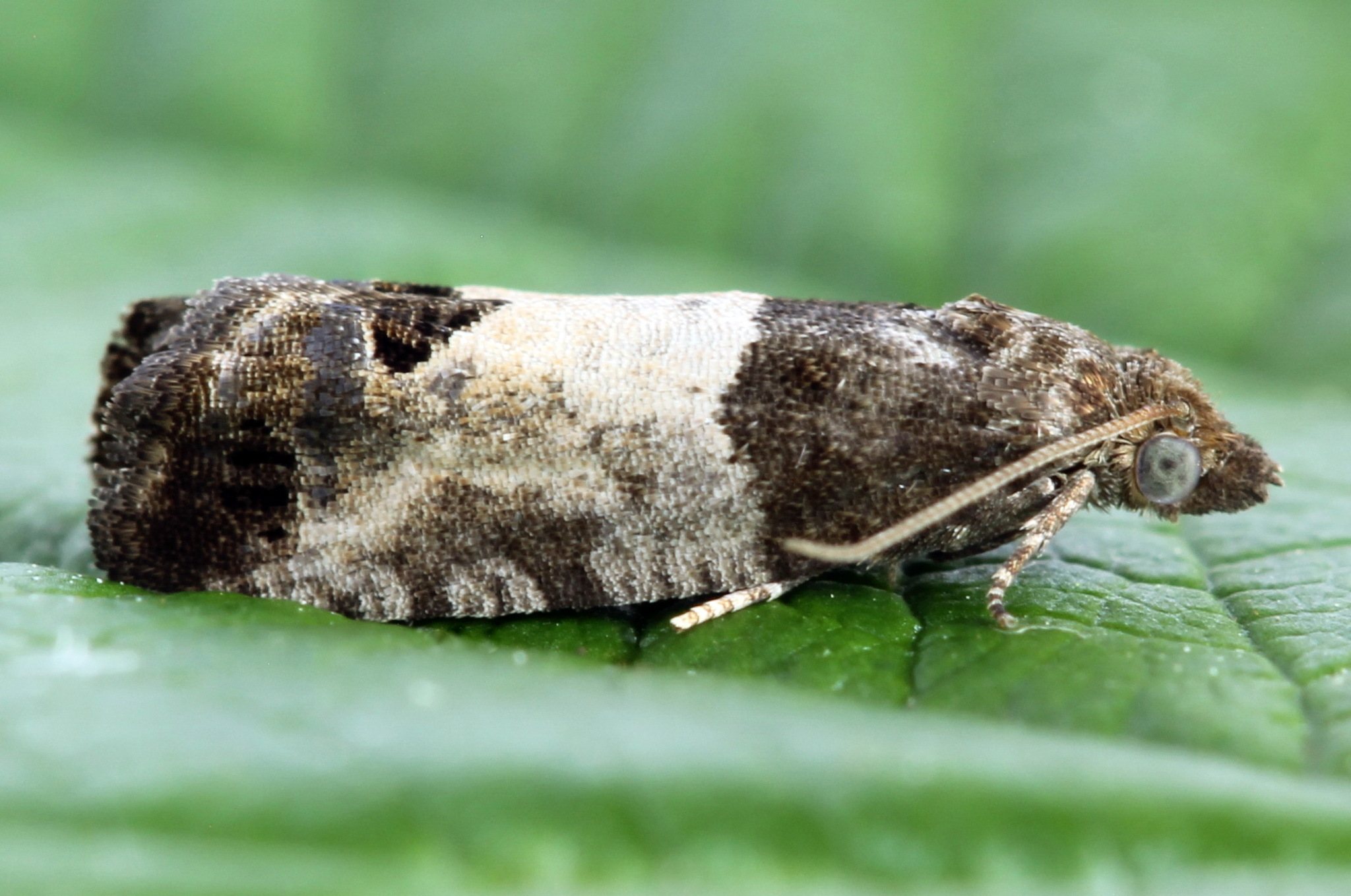 Spilonota ocellana