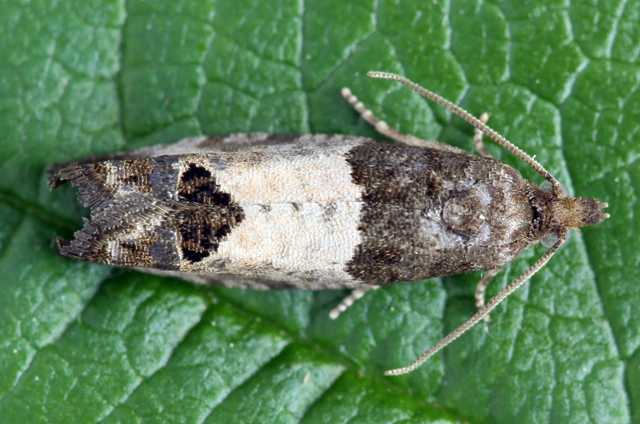 Spilonota ocellana