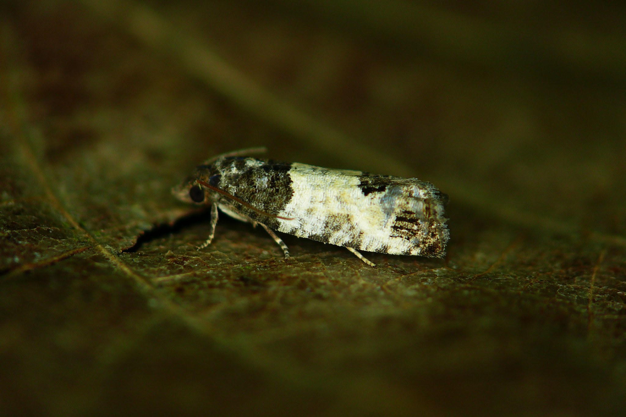 Spilonota ocellana