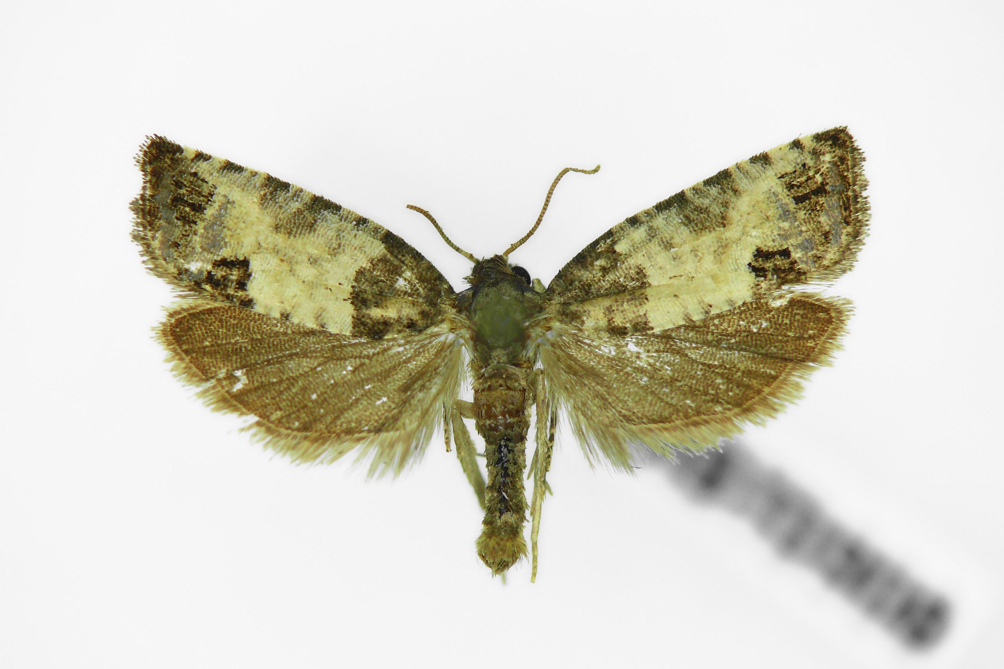Spilonota ocellana