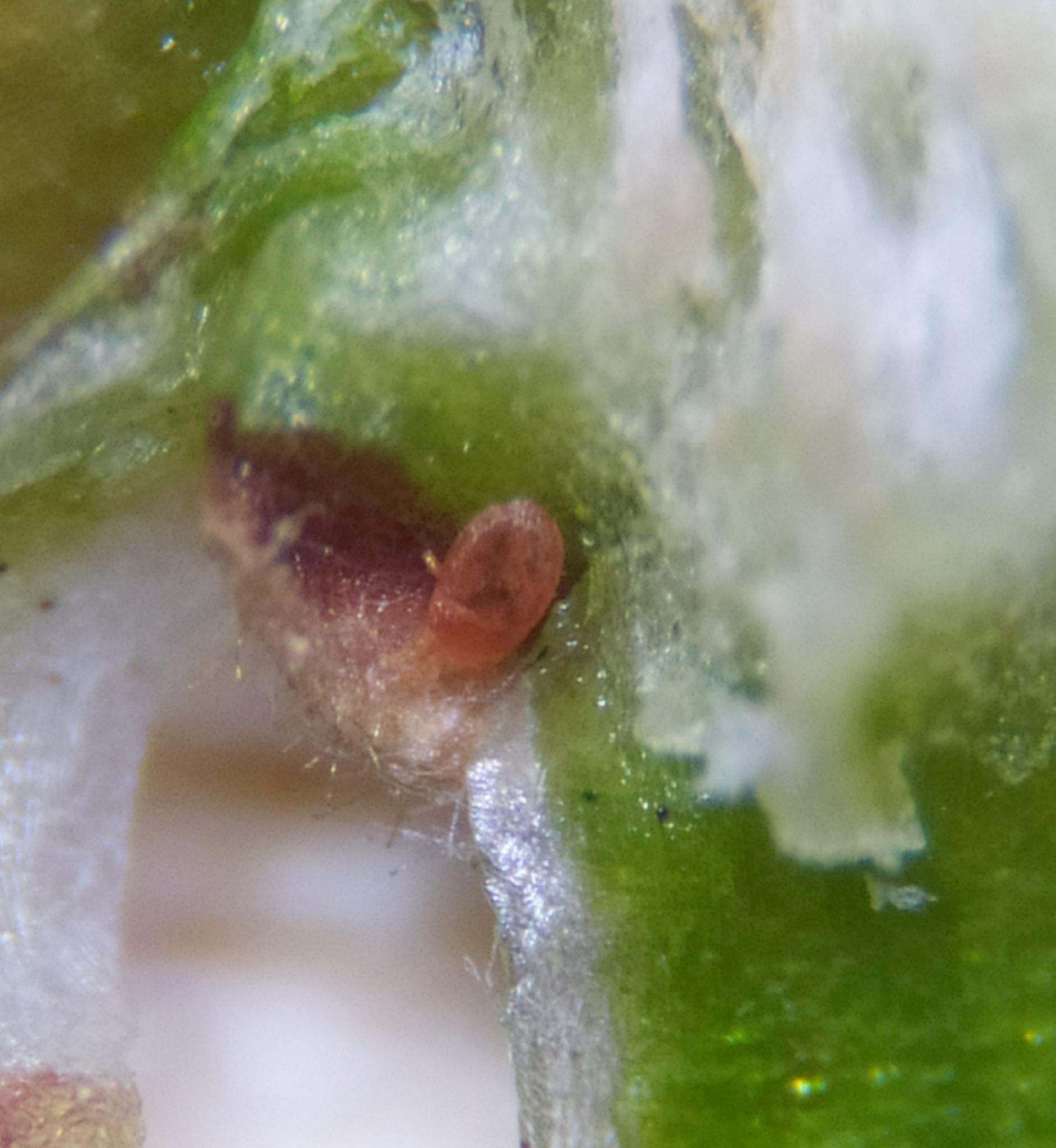 Pentamerismus