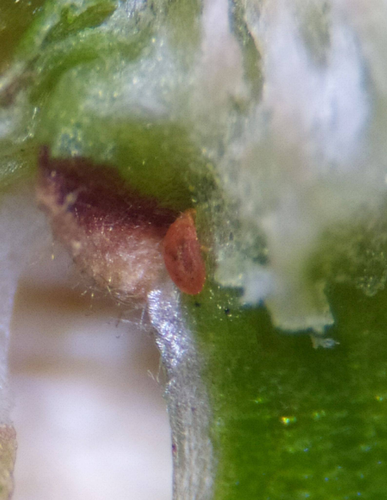 Pentamerismus