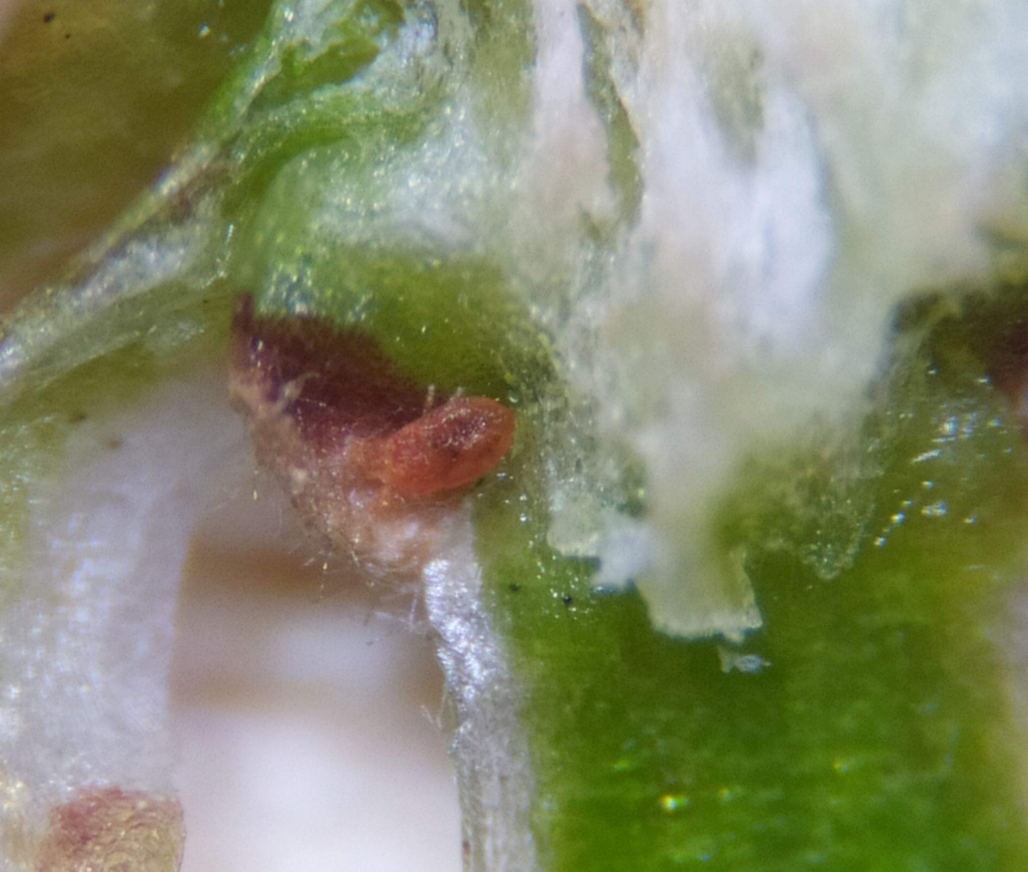 Pentamerismus