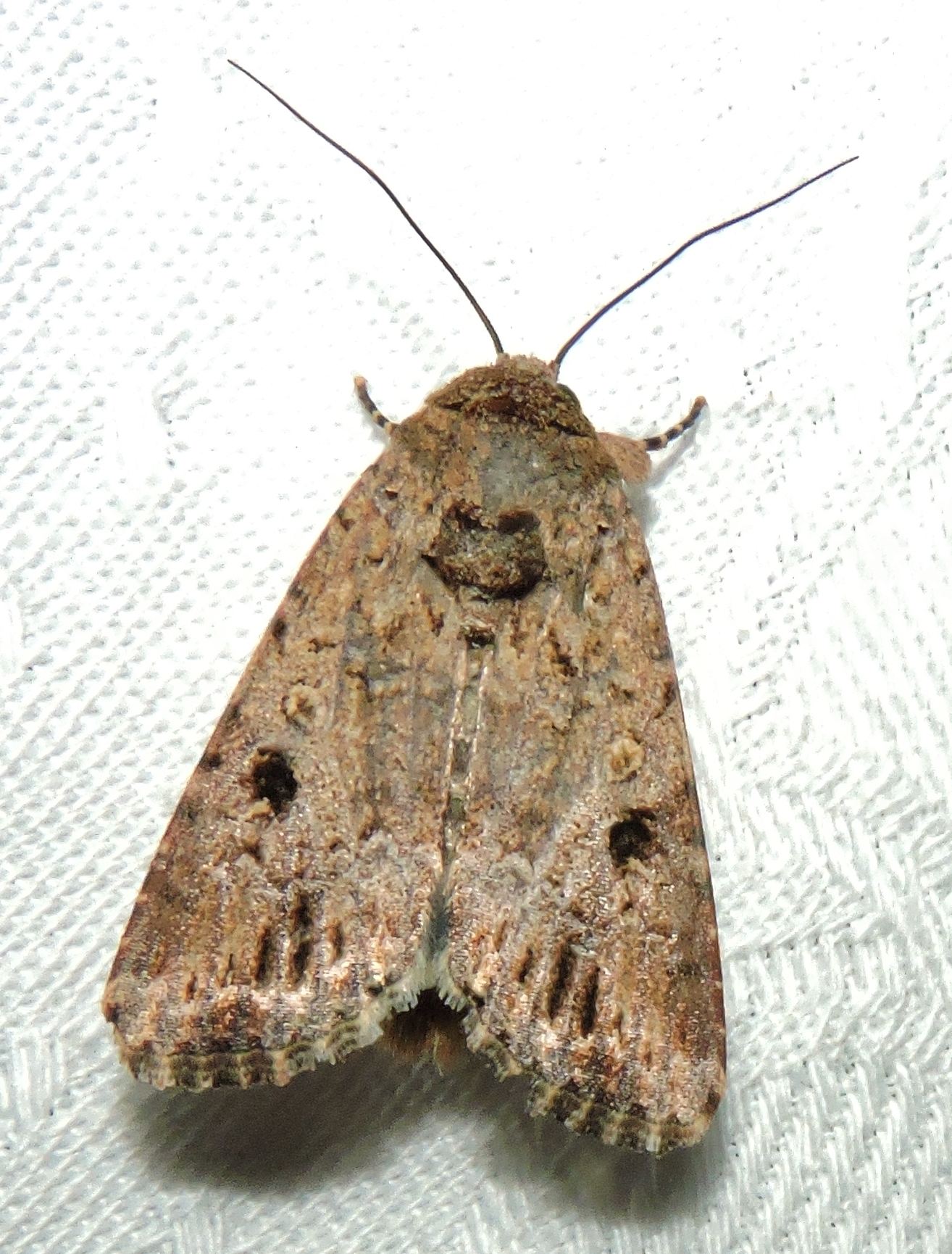 Spodoptera exempta