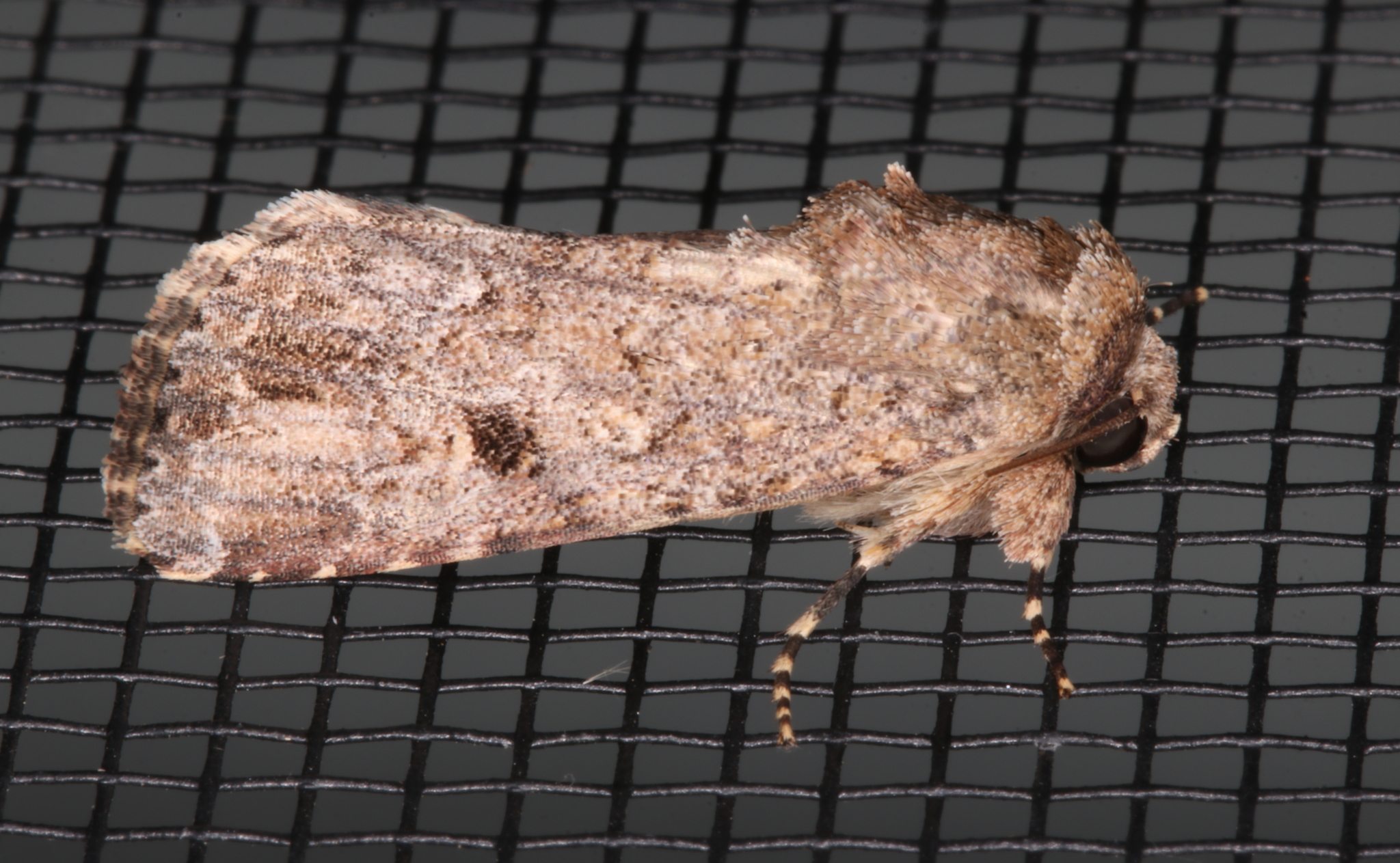 Spodoptera exempta