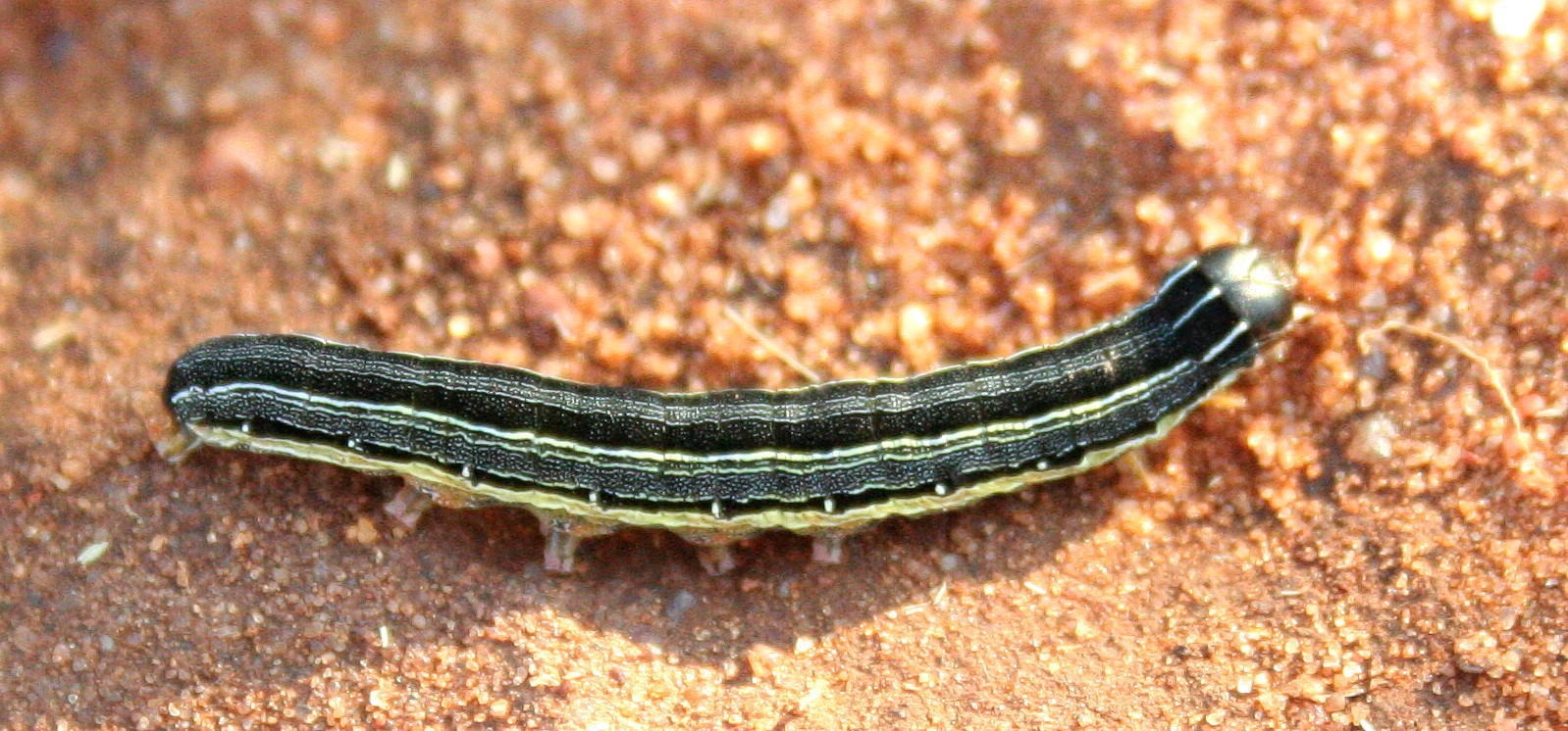 Spodoptera exempta
