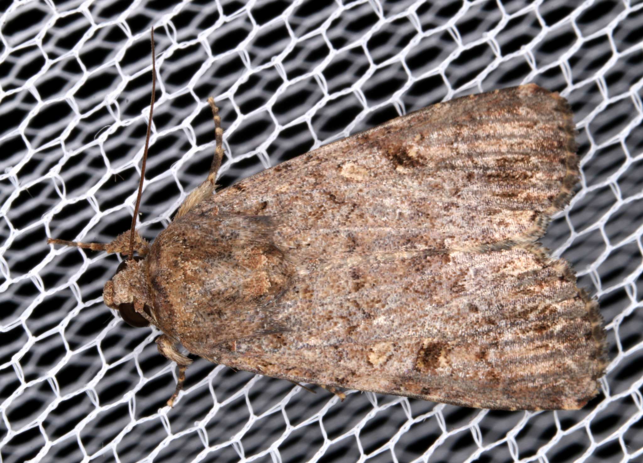 Spodoptera exempta
