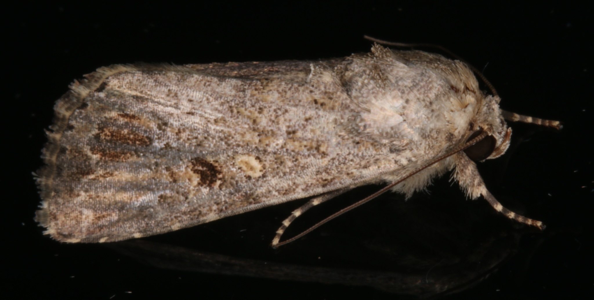 Spodoptera exempta