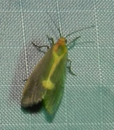 Cisthene