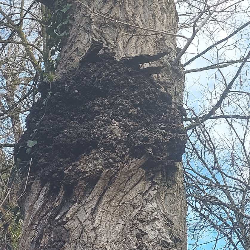 Xanthomonas populi