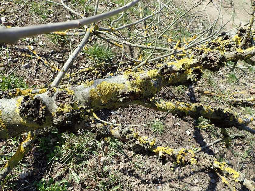 Xanthomonas populi