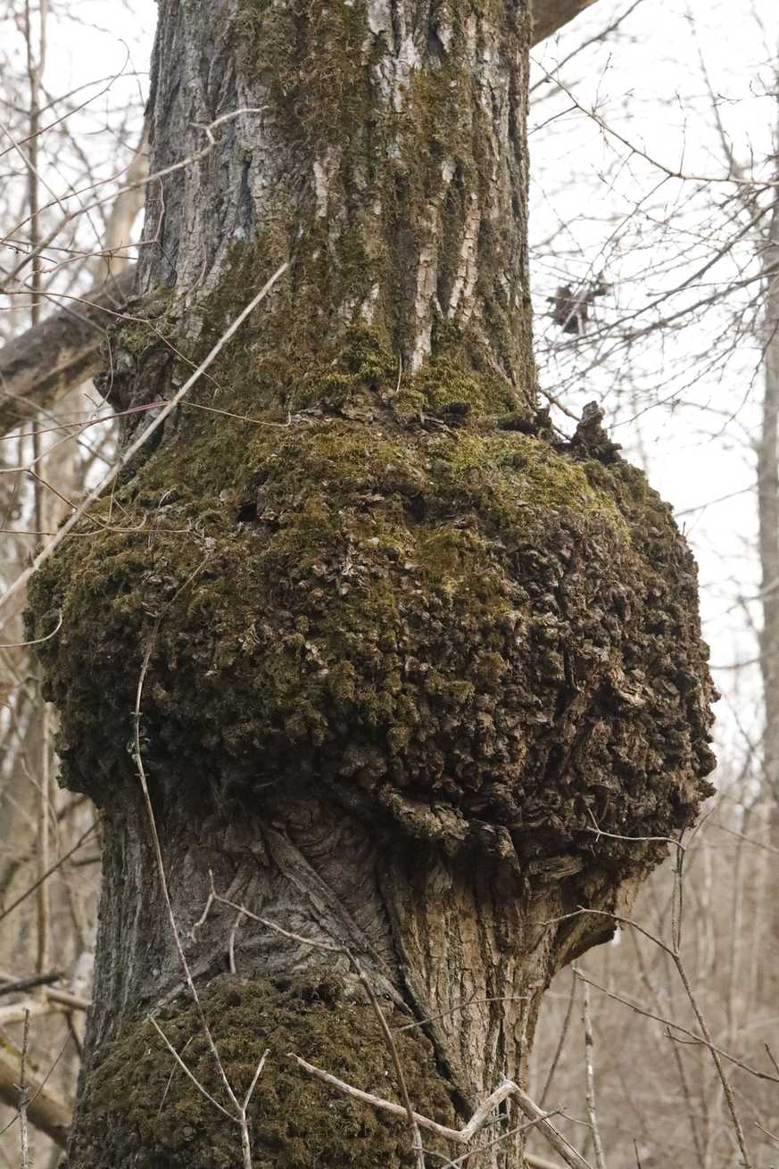 Xanthomonas populi
