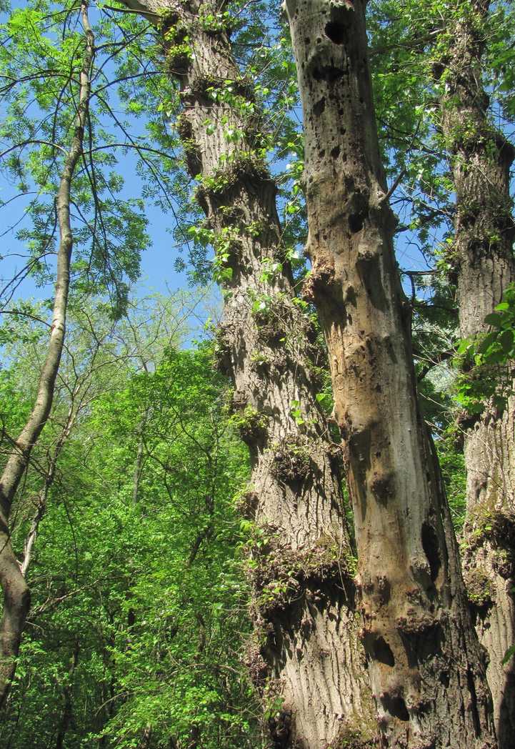 Xanthomonas populi