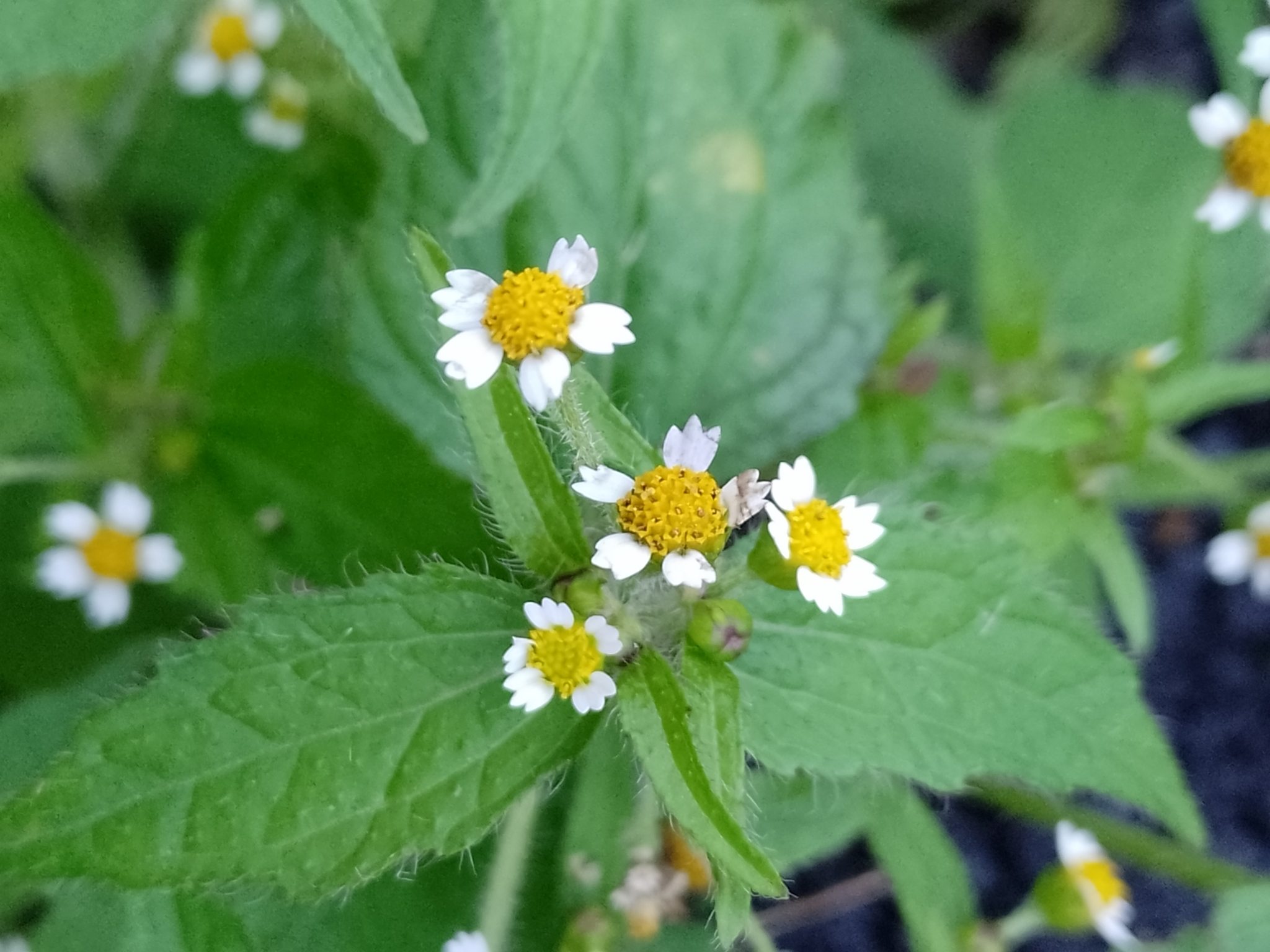 Galinsoga quadriradiata