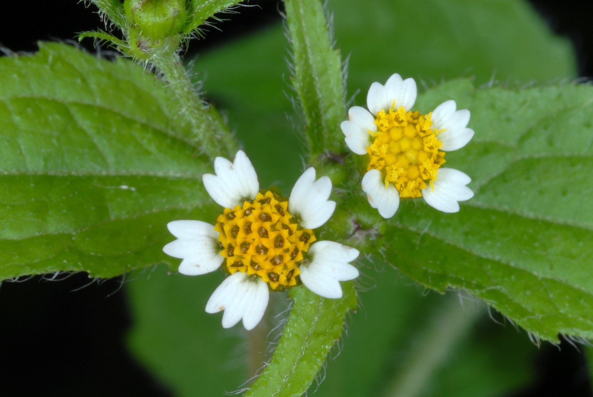 Galinsoga quadriradiata