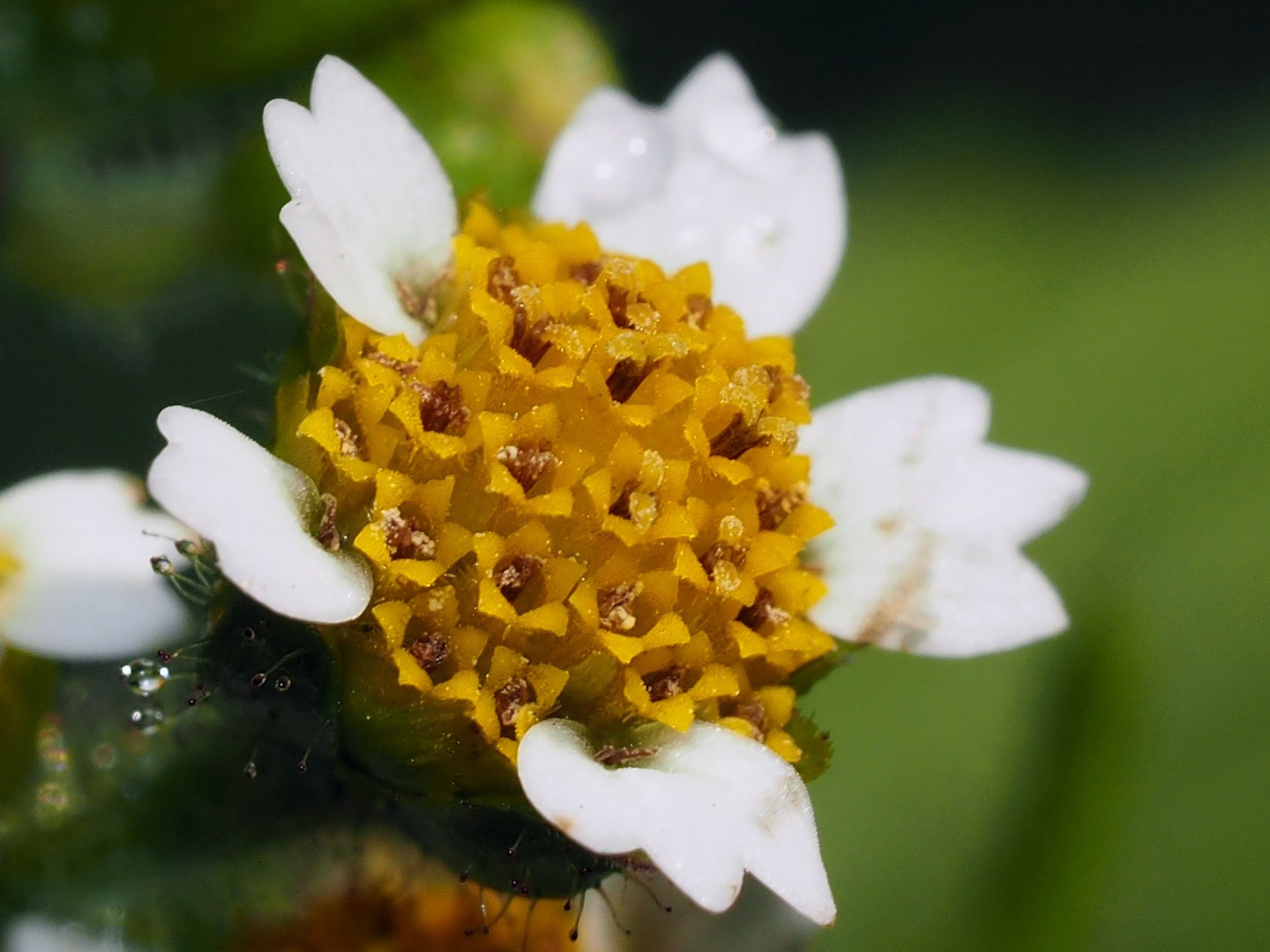 Galinsoga quadriradiata