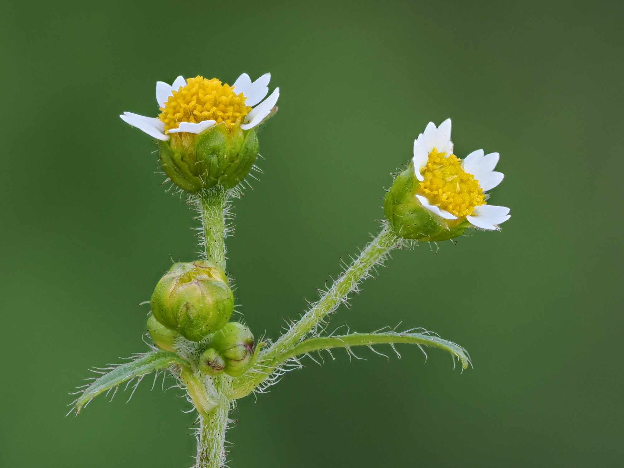 Galinsoga quadriradiata
