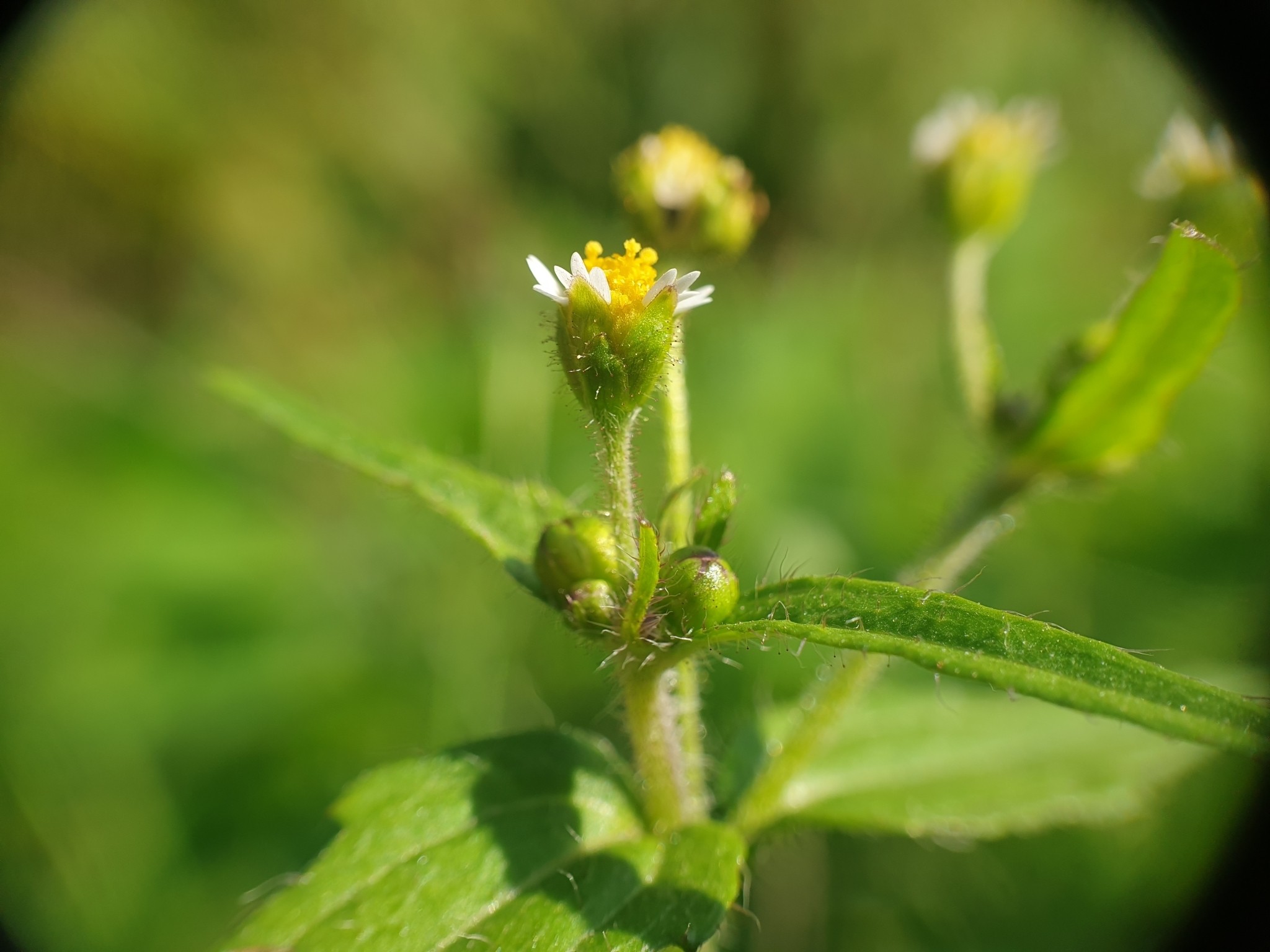 Galinsoga quadriradiata