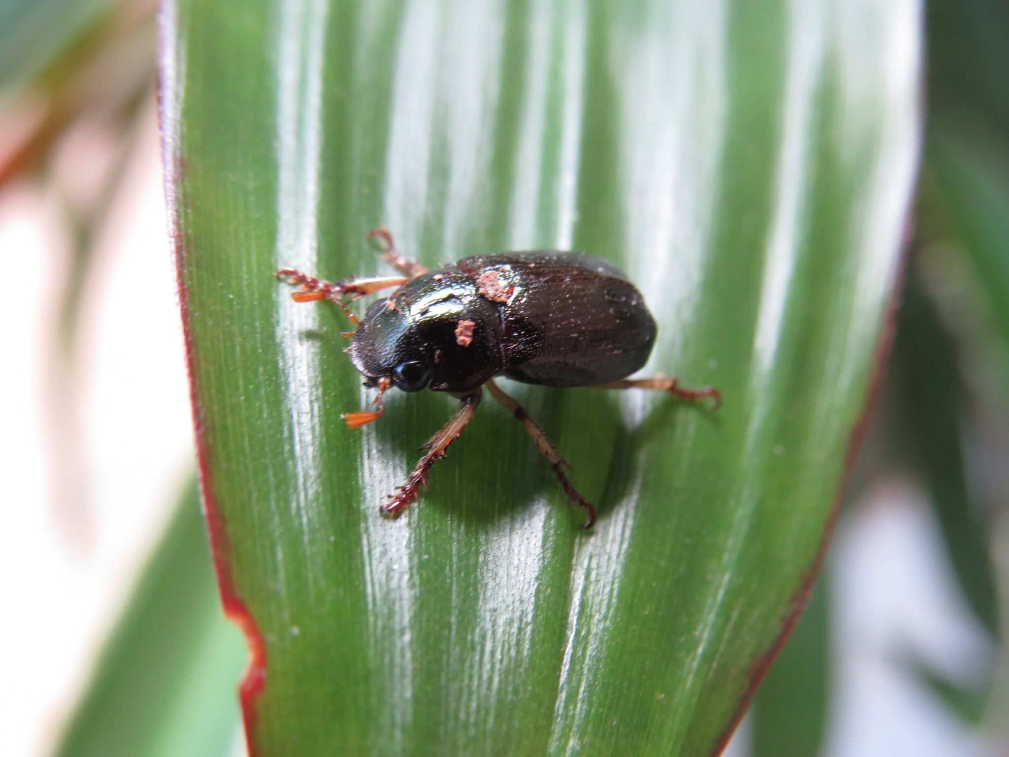 Leucothyreus