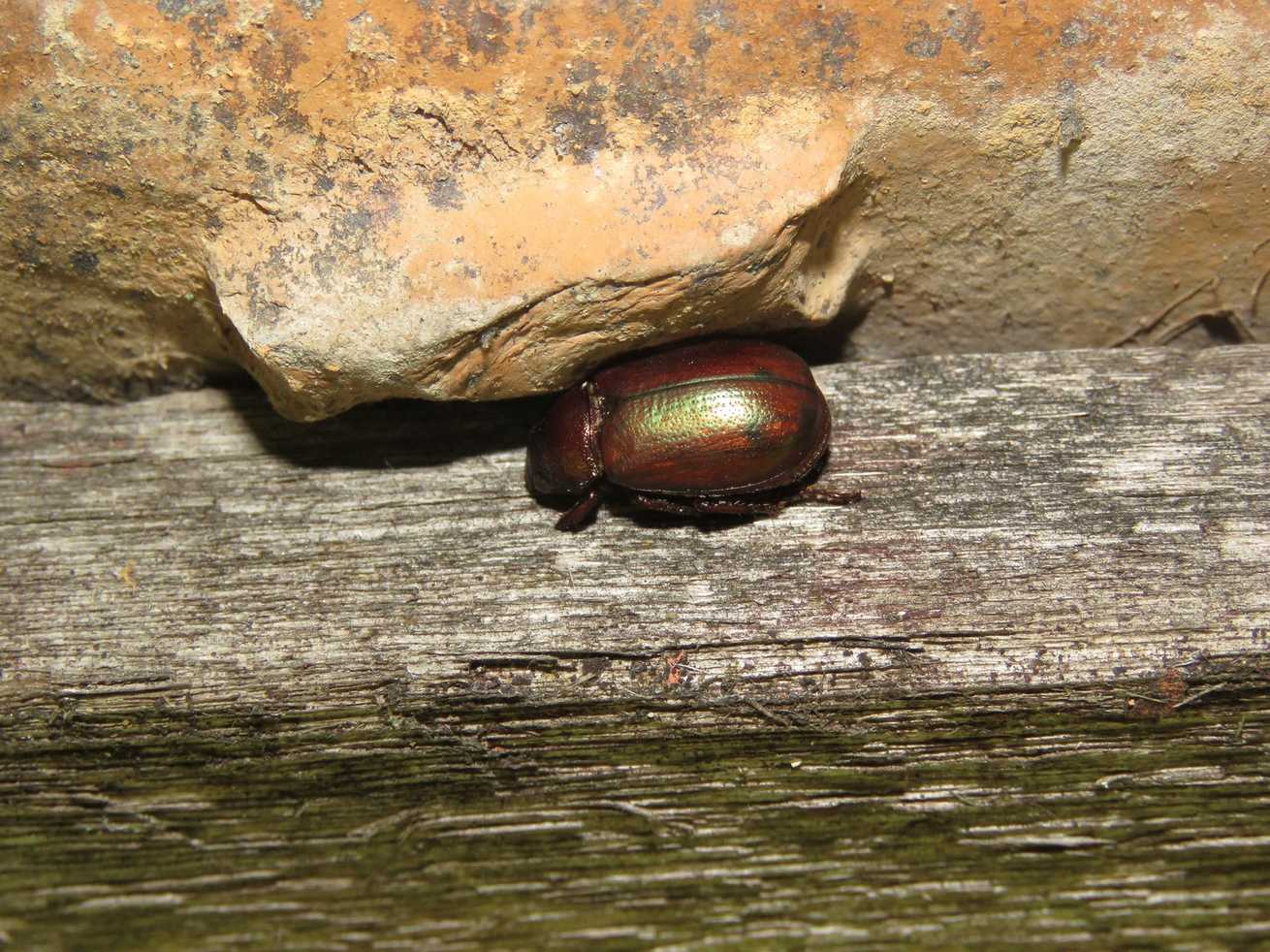 Leucothyreus