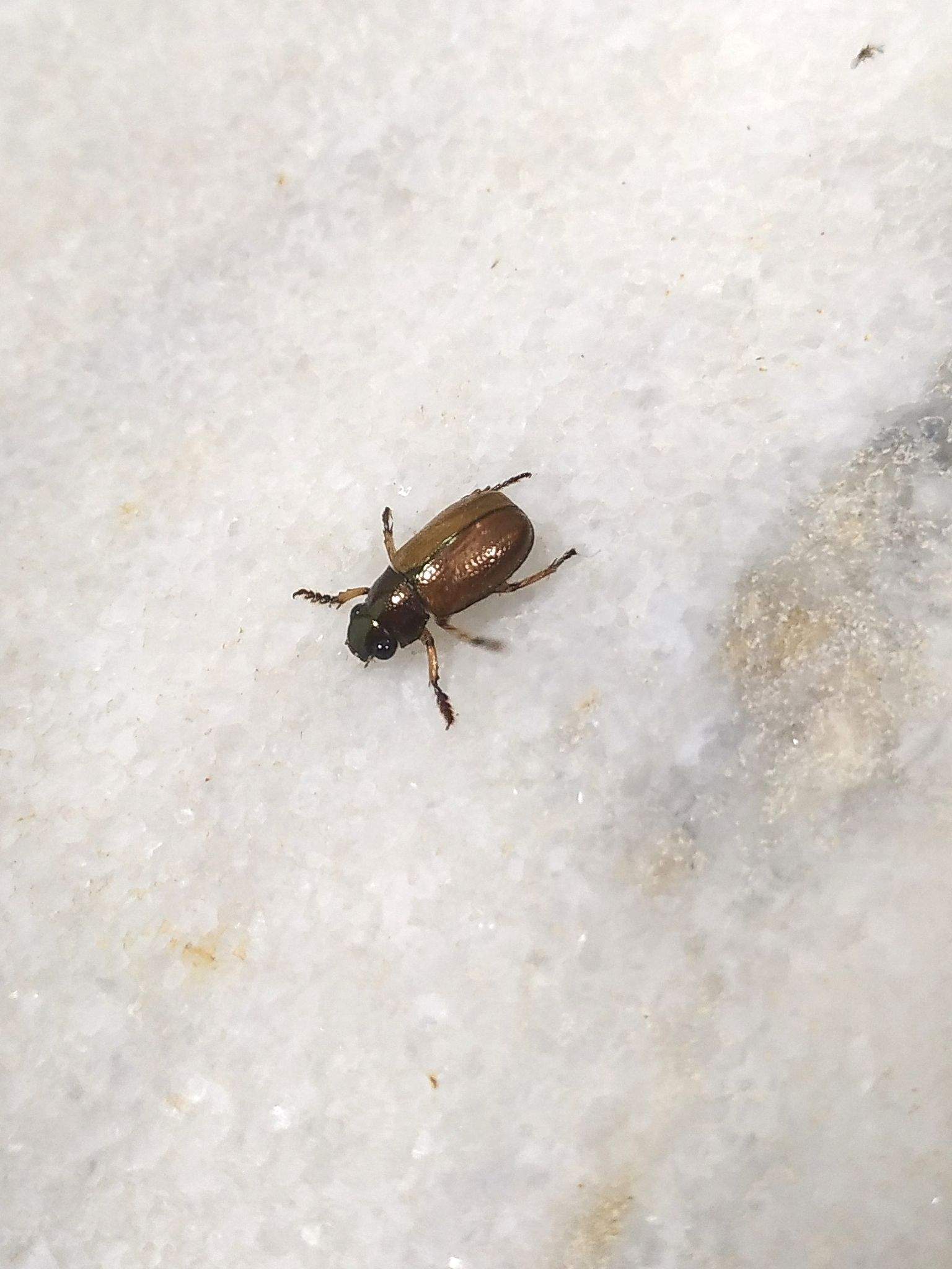 Leucothyreus
