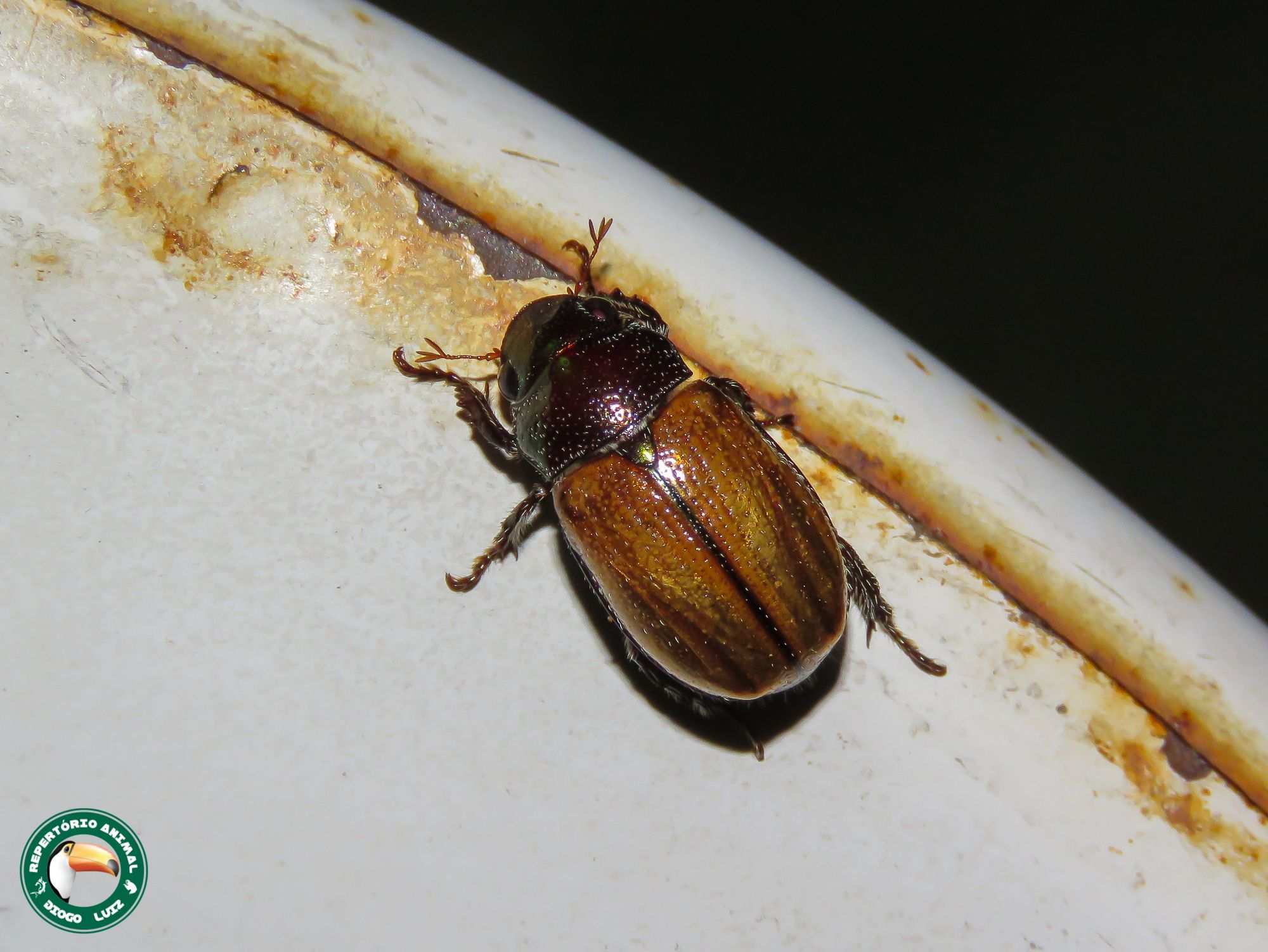 Leucothyreus