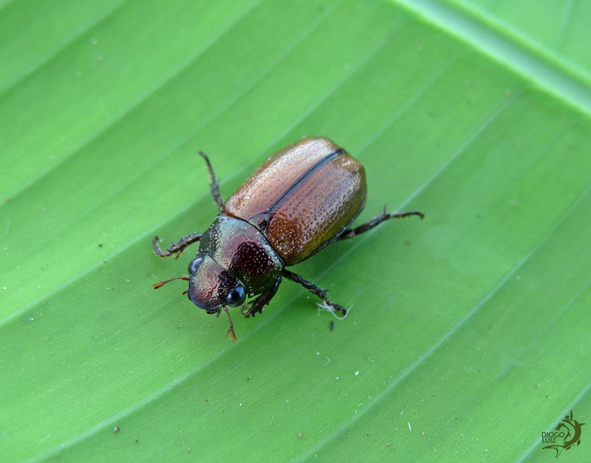 Leucothyreus