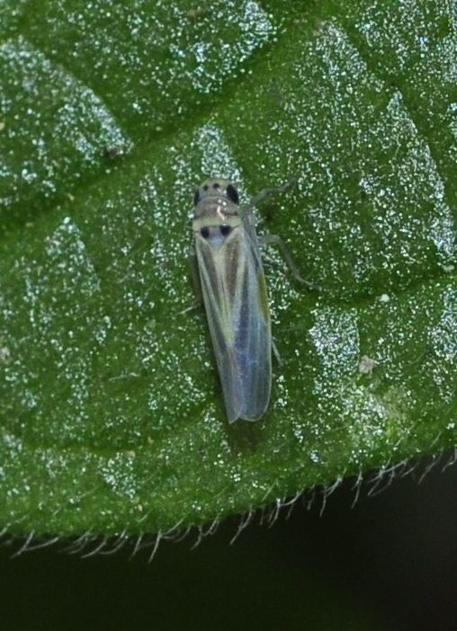 Hauptidia