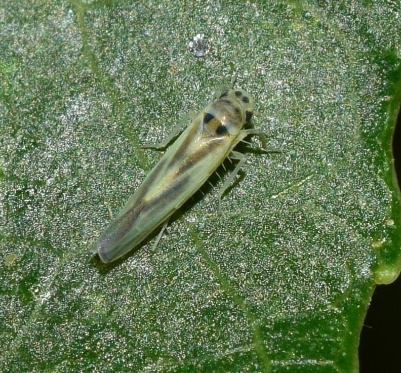 Hauptidia