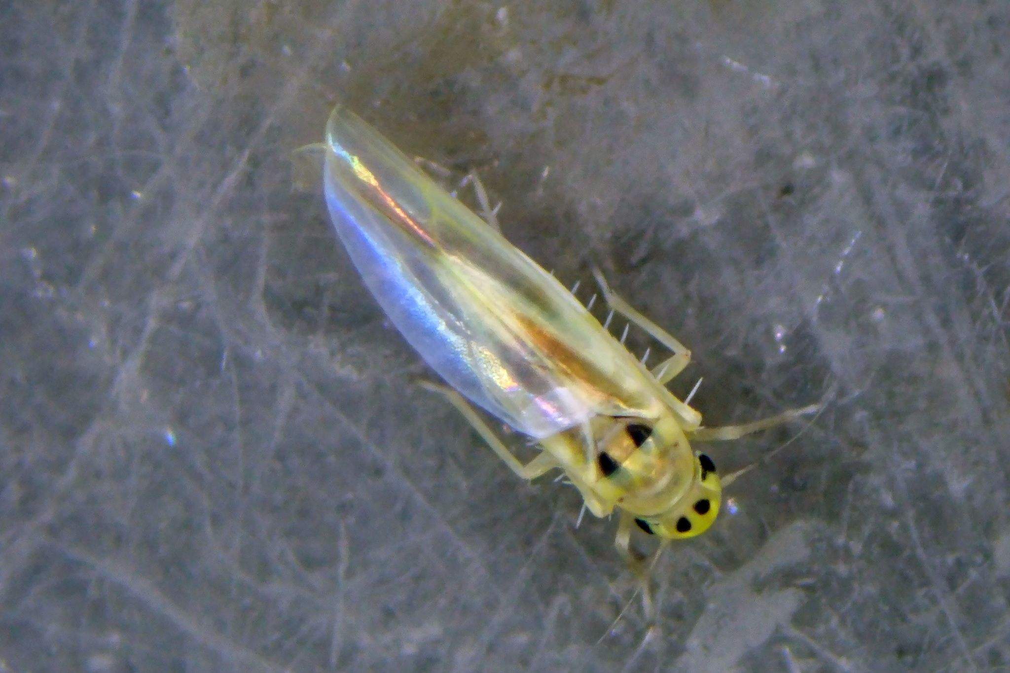 Hauptidia