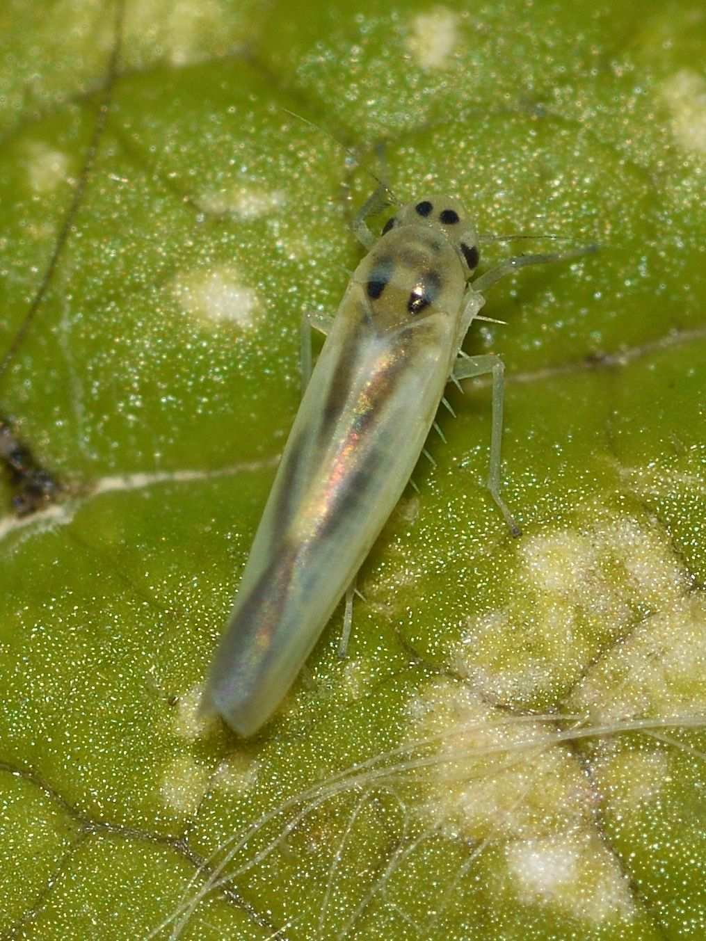 Hauptidia
