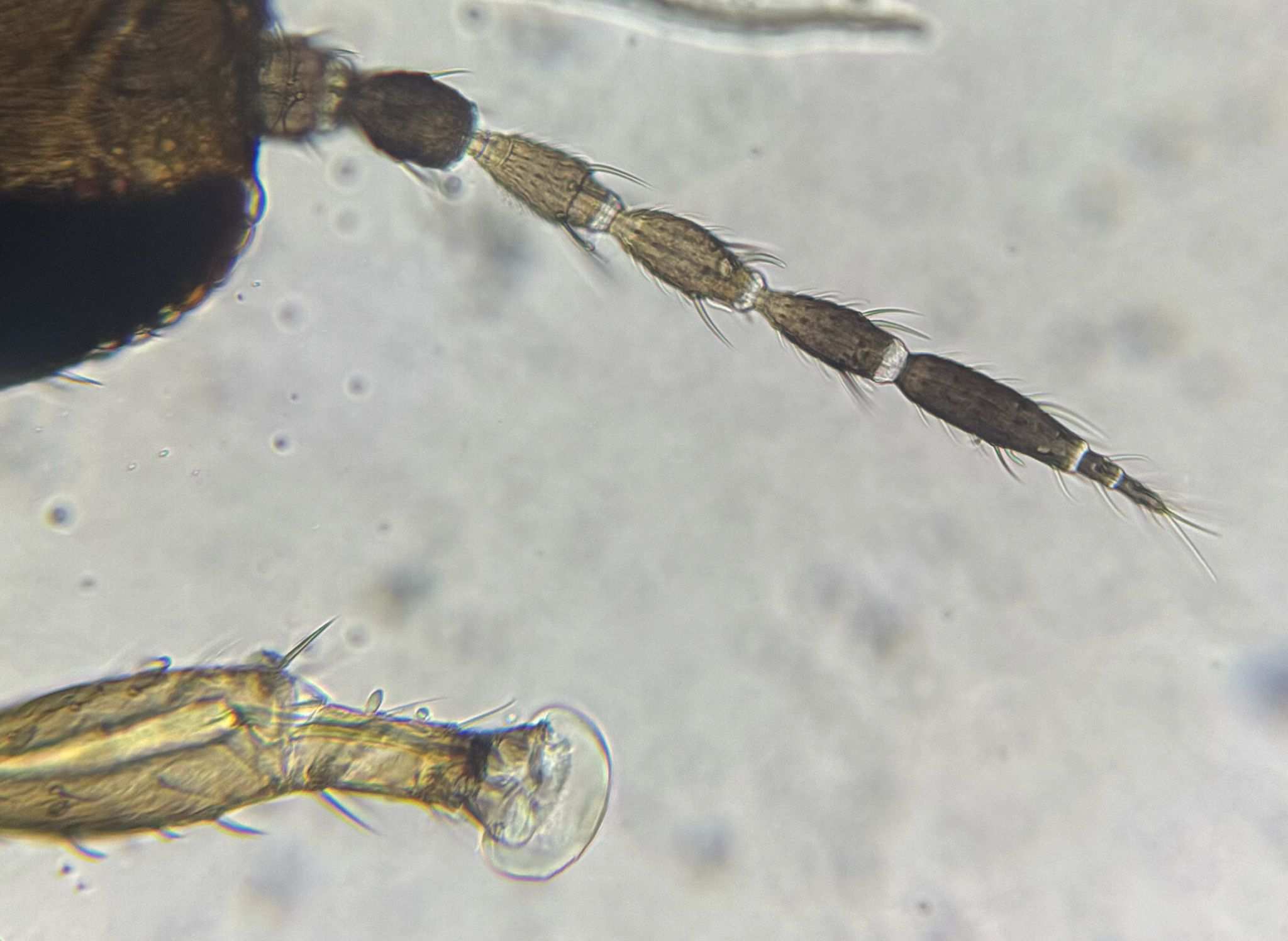 Frankliniella fusca