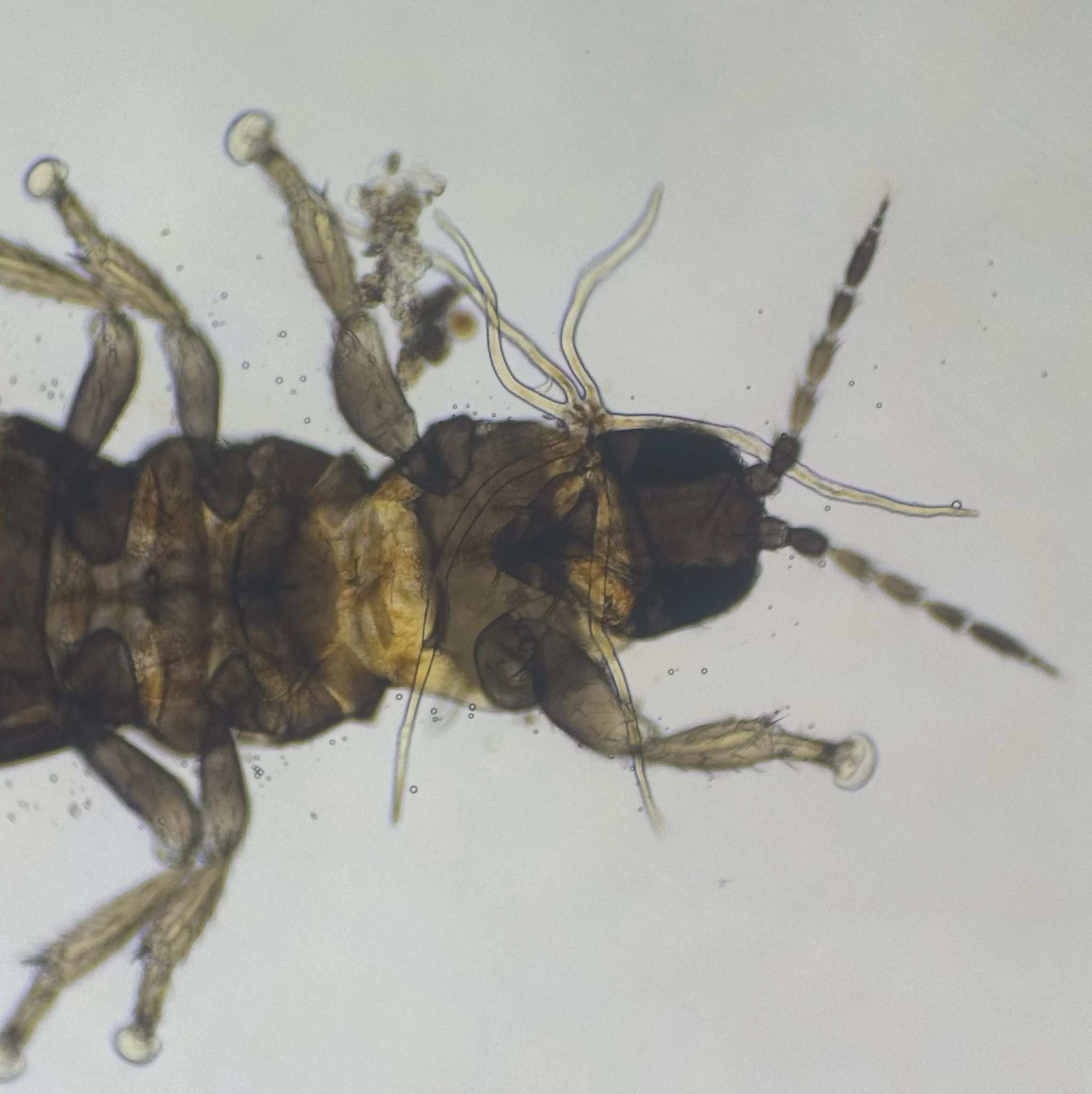 Frankliniella fusca