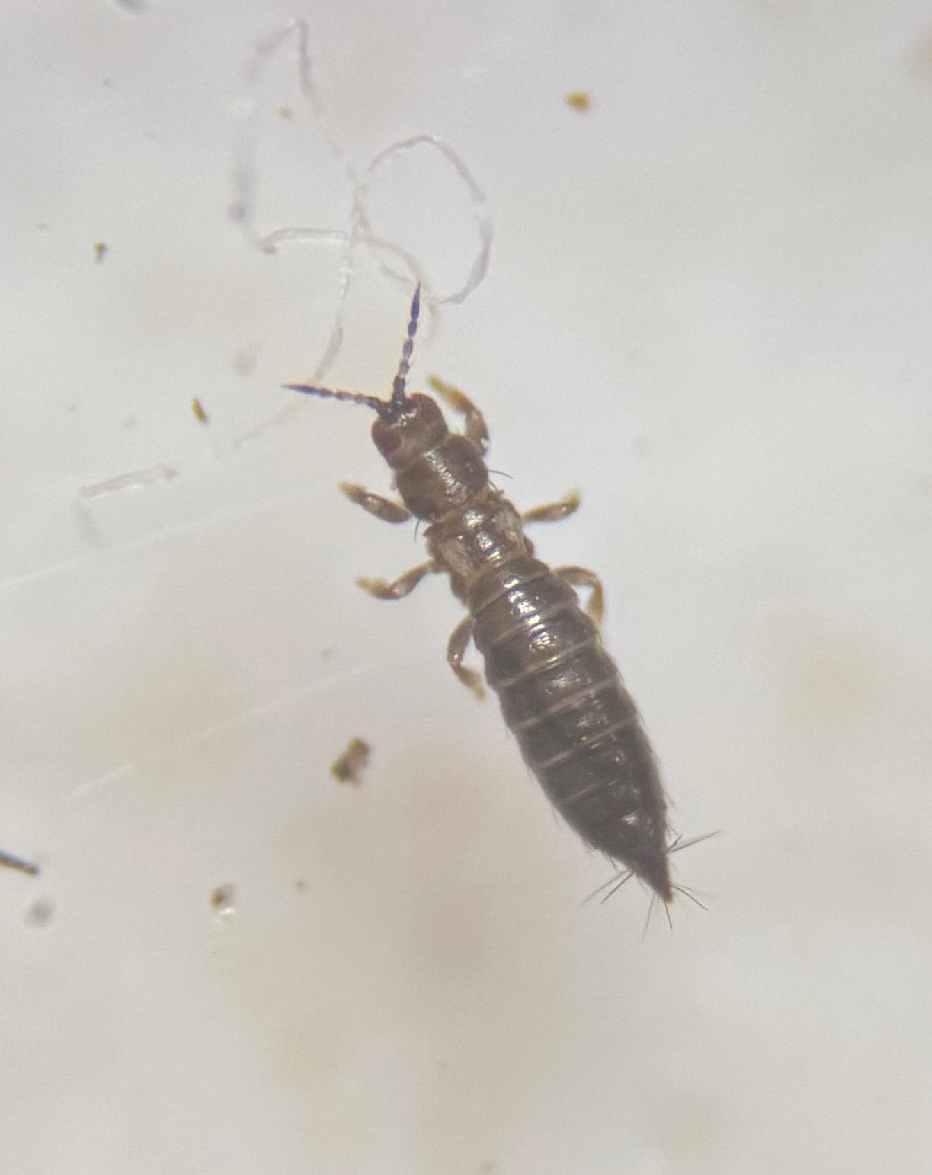 Frankliniella fusca