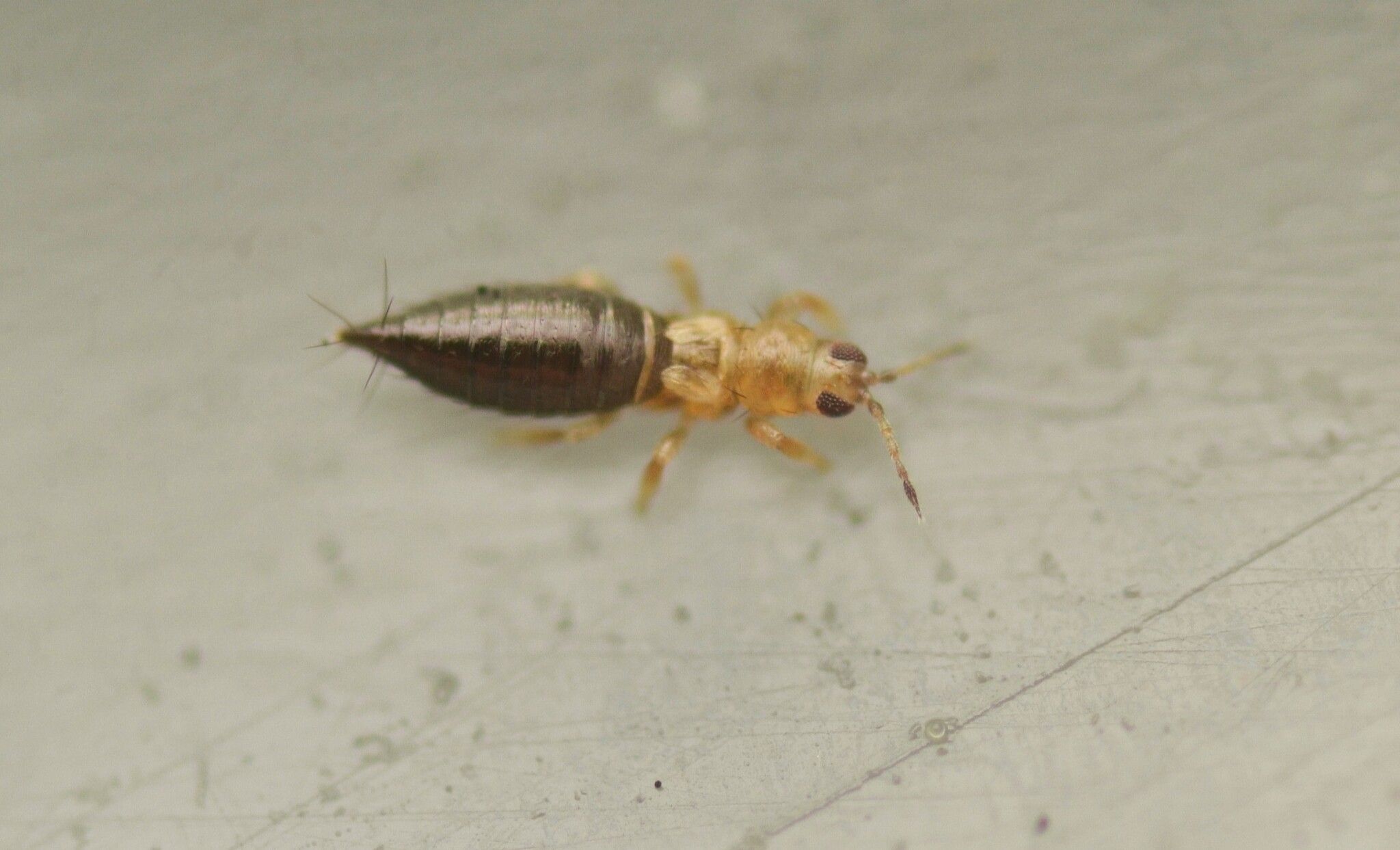 Frankliniella fusca