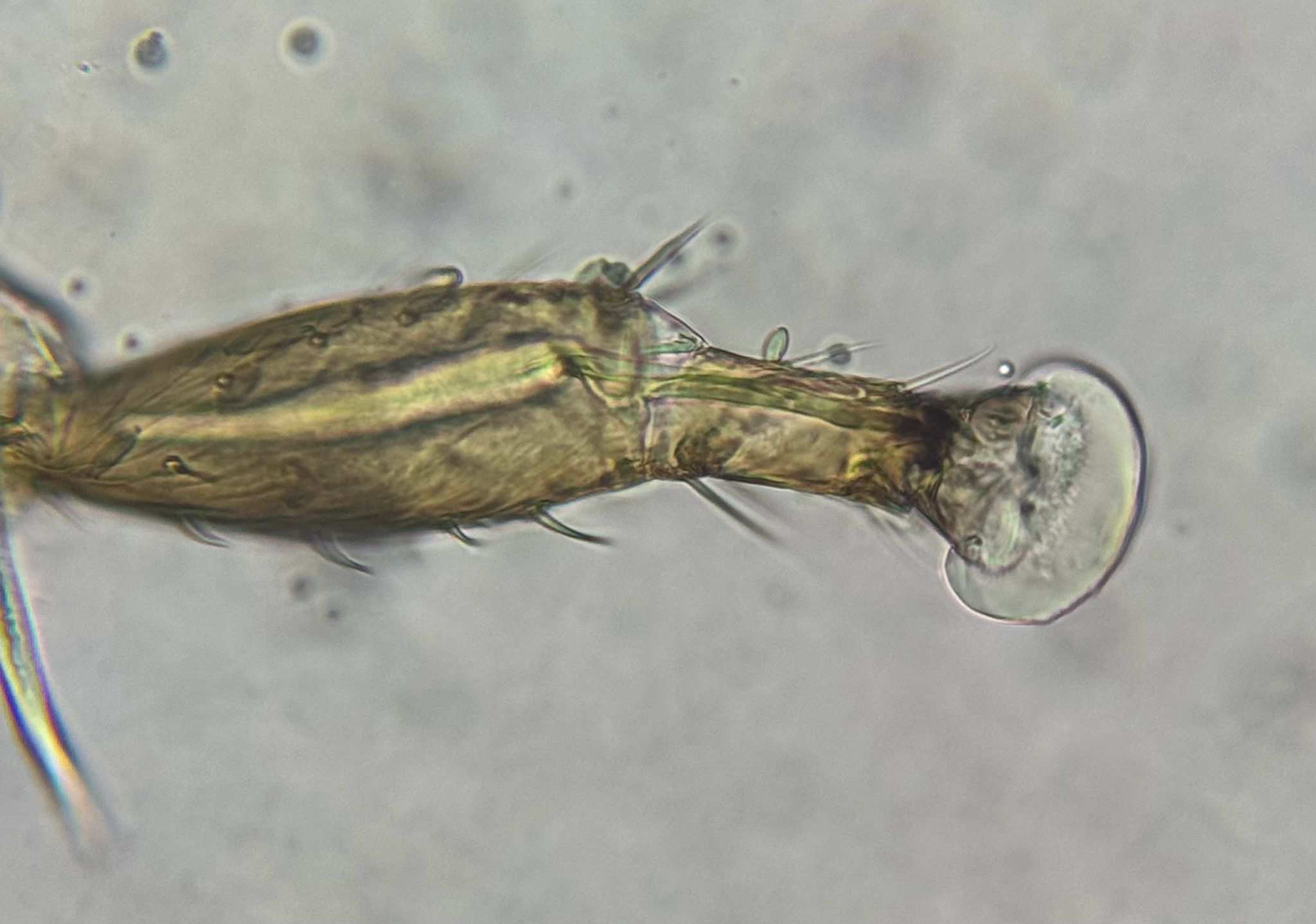 Frankliniella fusca