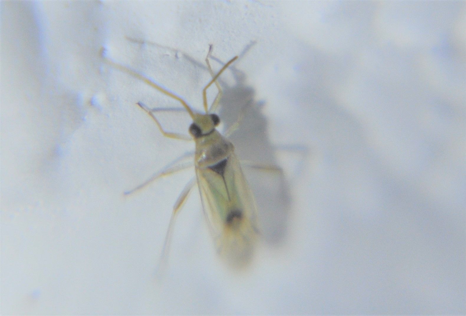 Falconia poetica