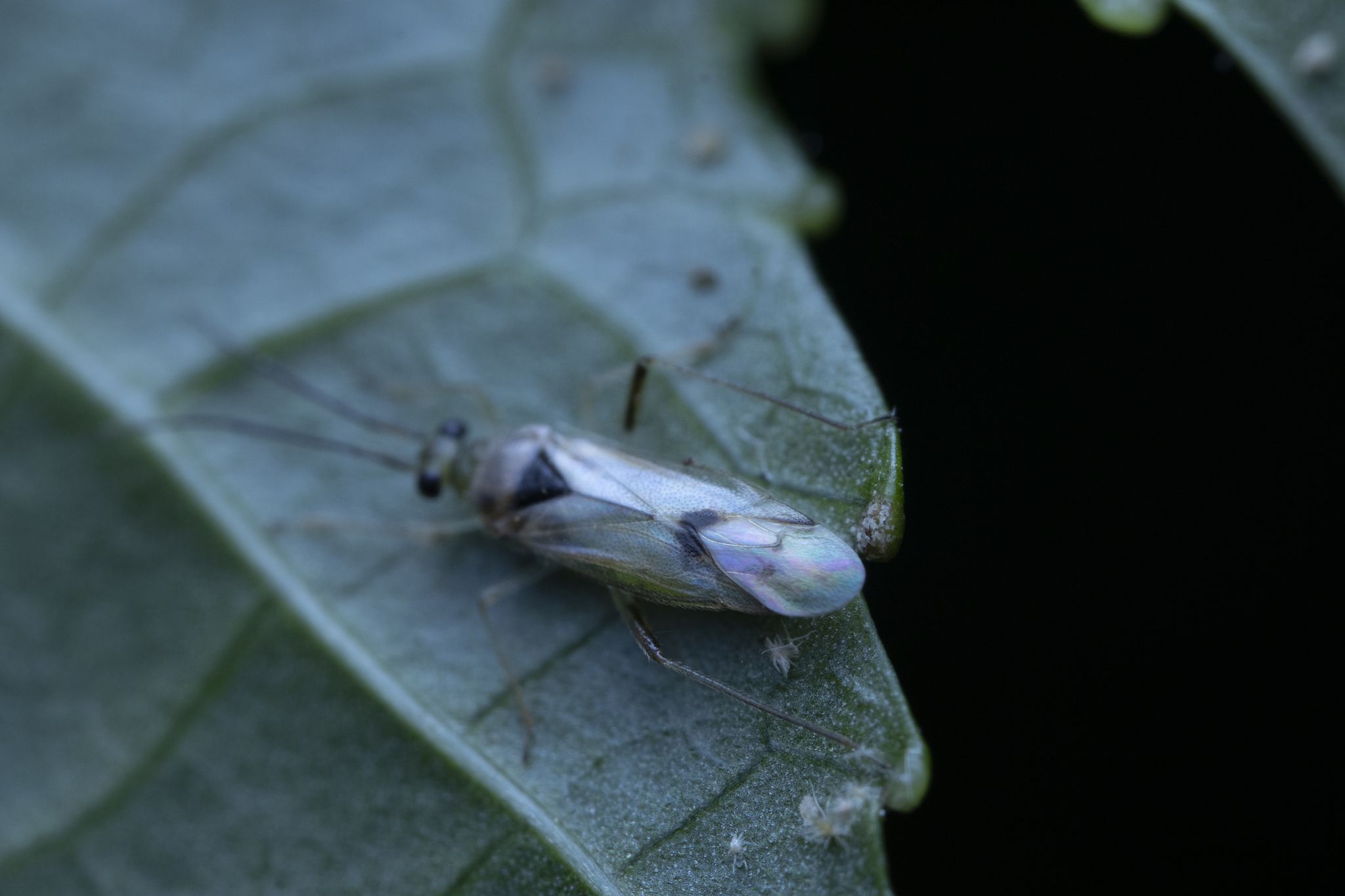 Falconia poetica