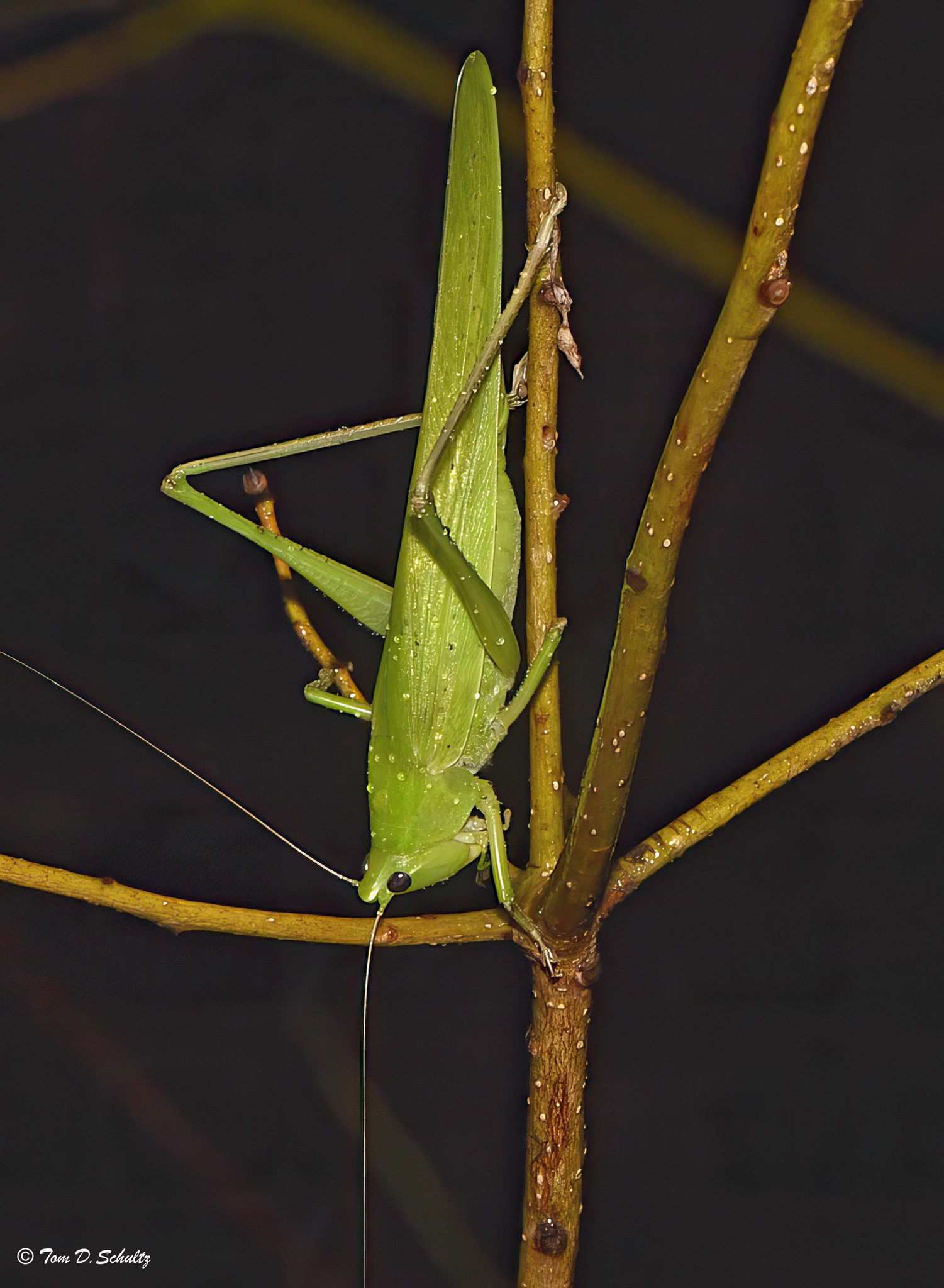 Neoconocephalus punctipes