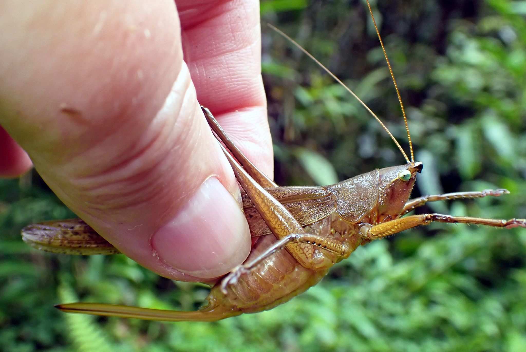 Neoconocephalus punctipes