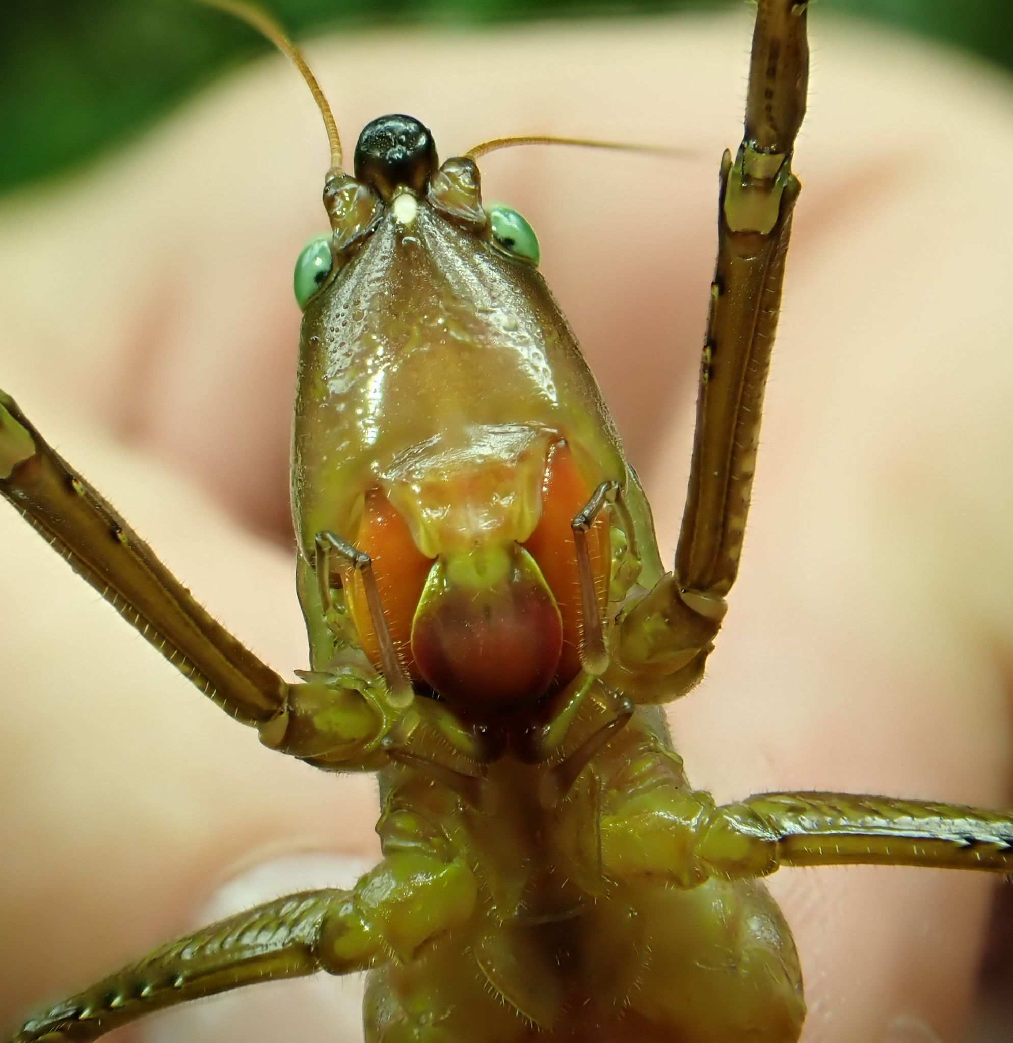 Neoconocephalus punctipes