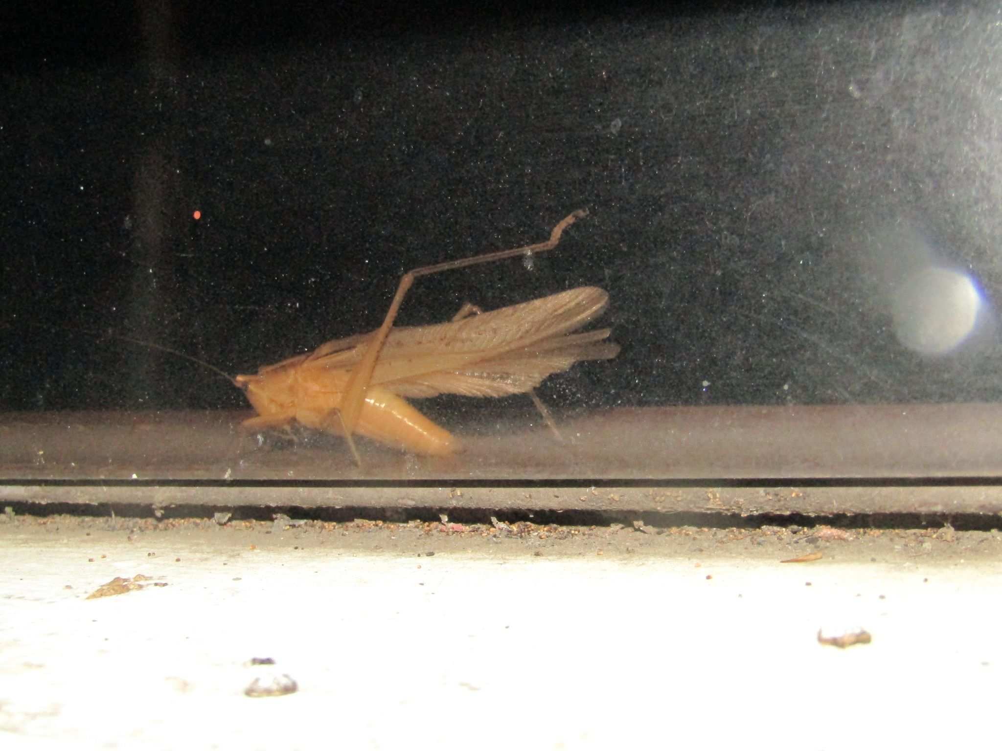 Neoconocephalus punctipes