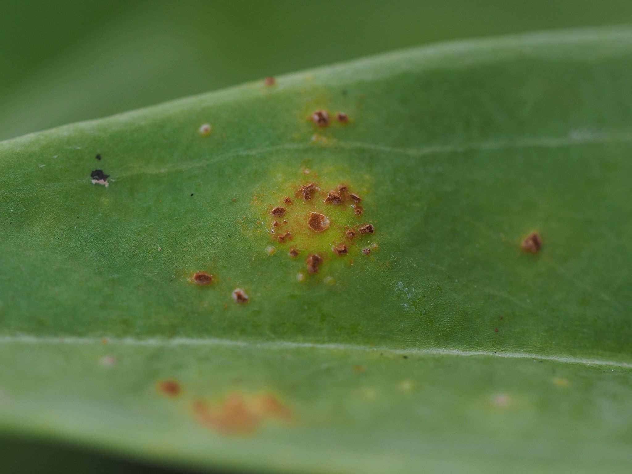 Puccinia gentianae