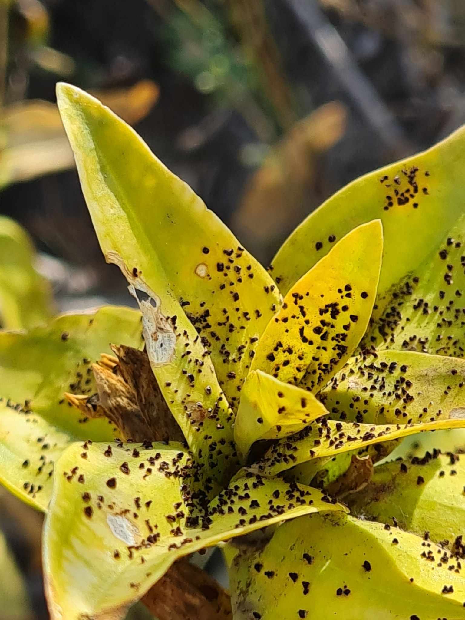 Puccinia gentianae