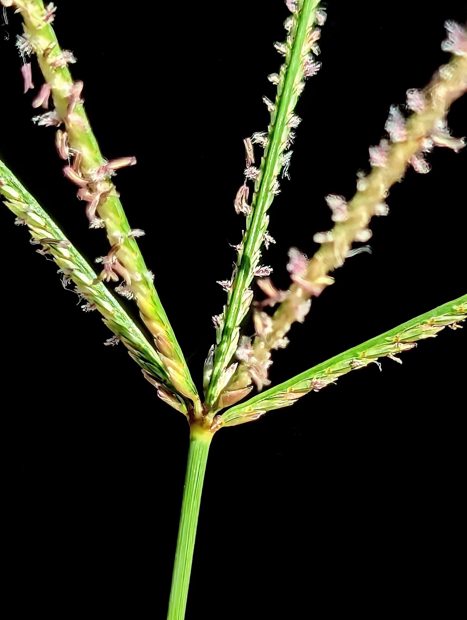Cynodon dactylon