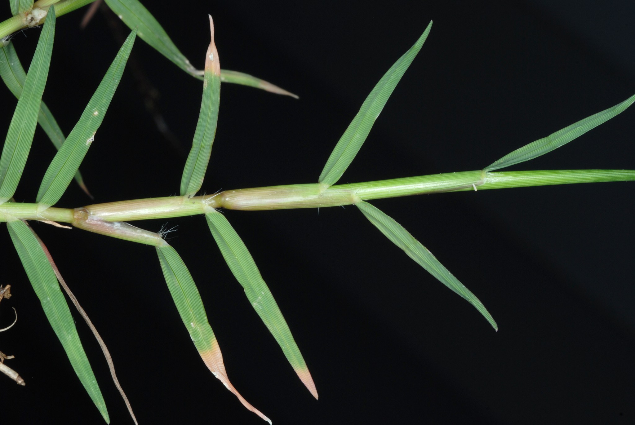 Cynodon dactylon