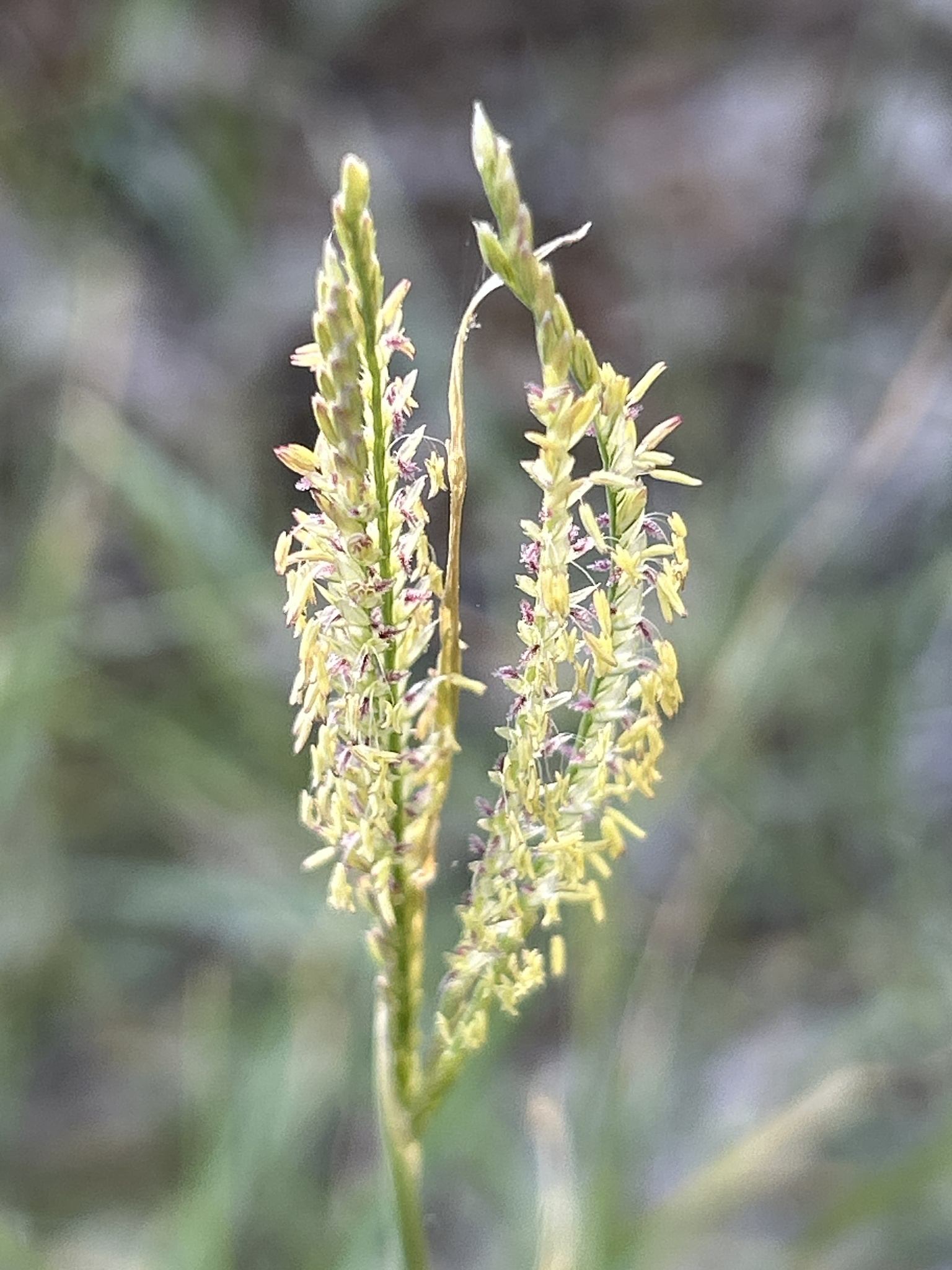 Cynodon dactylon
